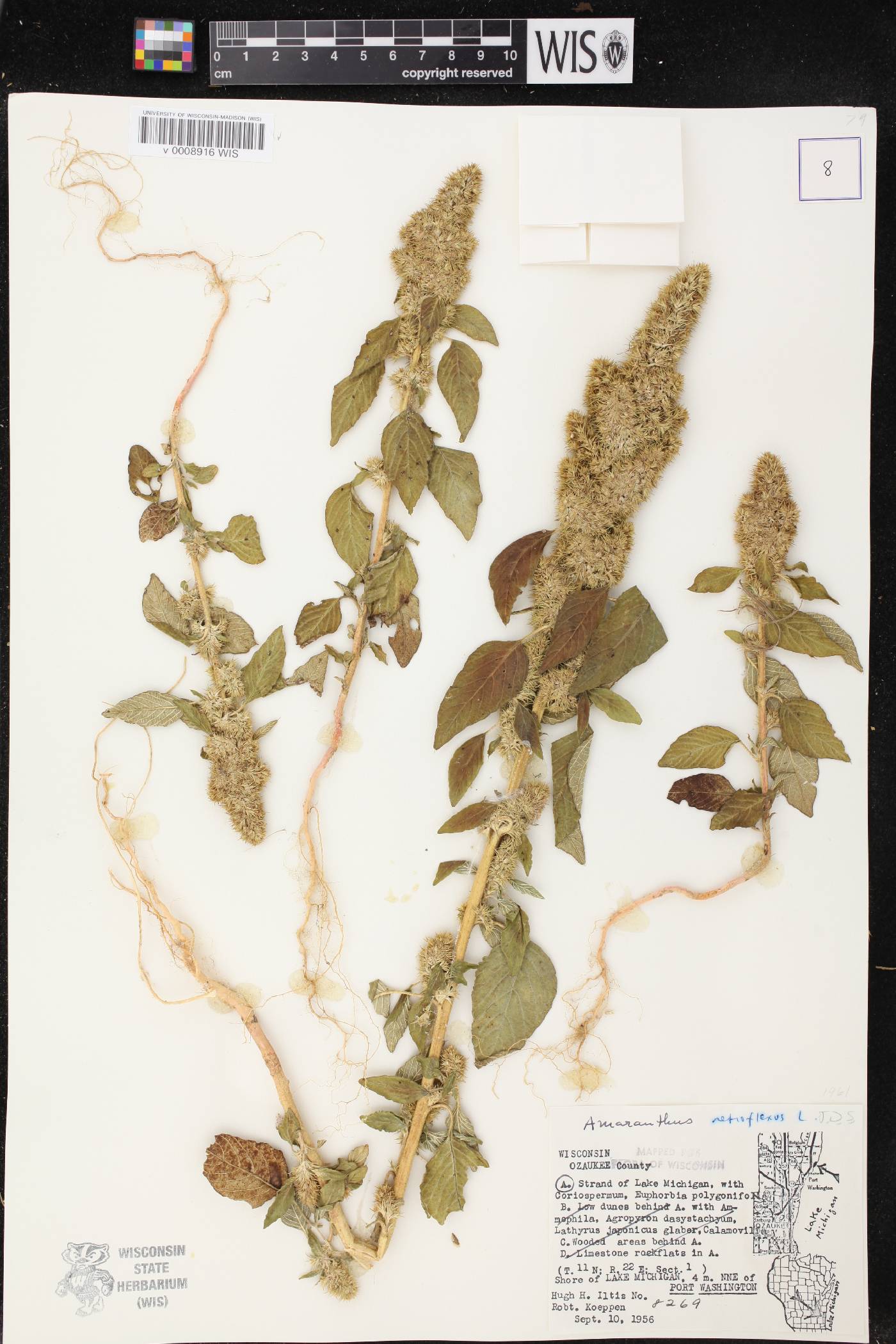 Amaranthus retroflexus image