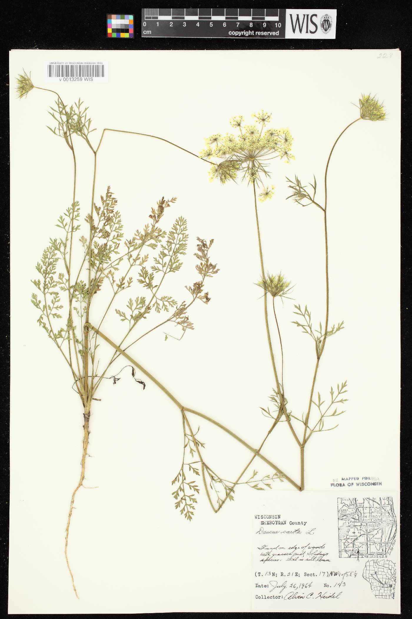 Daucus carota image