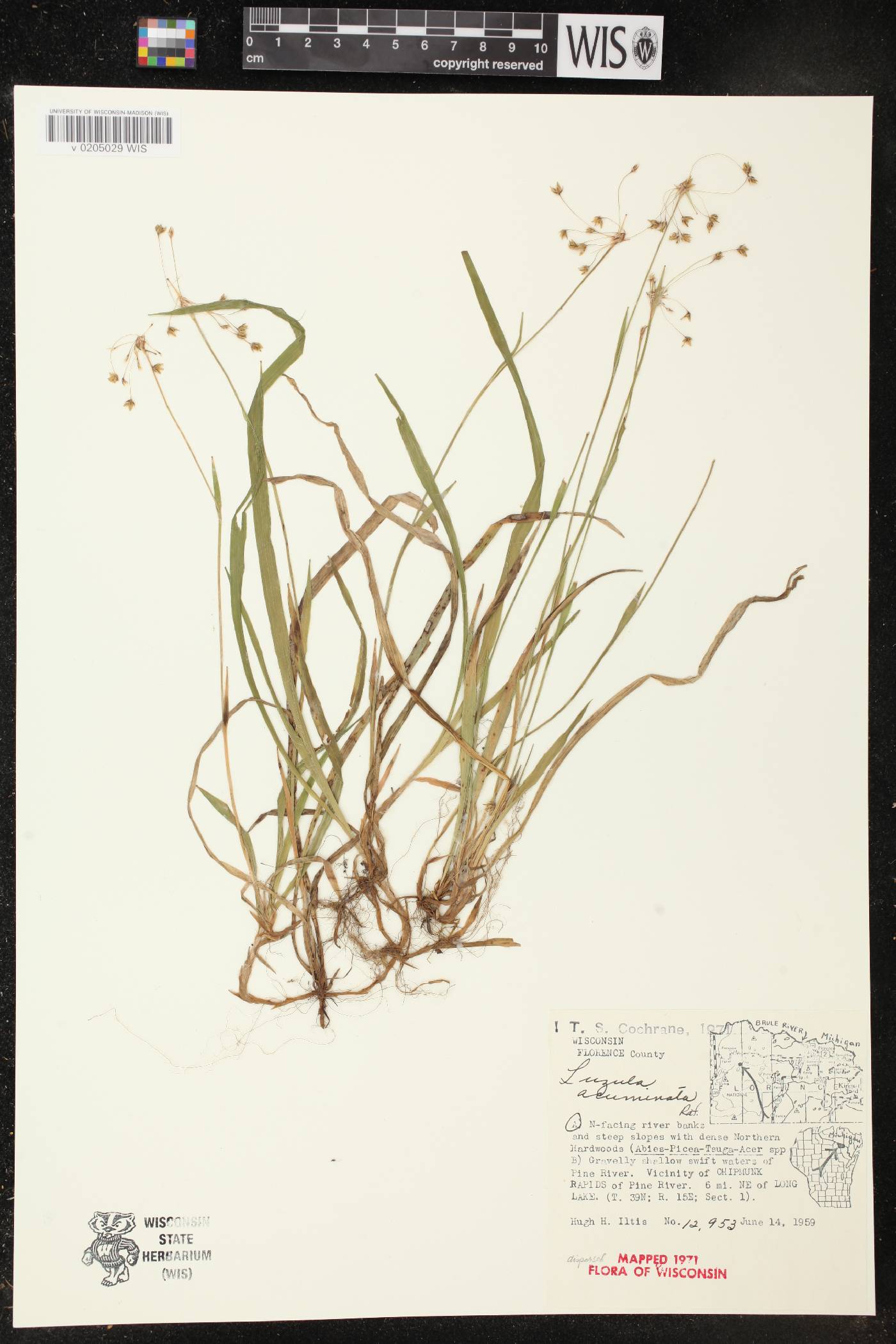Luzula acuminata image