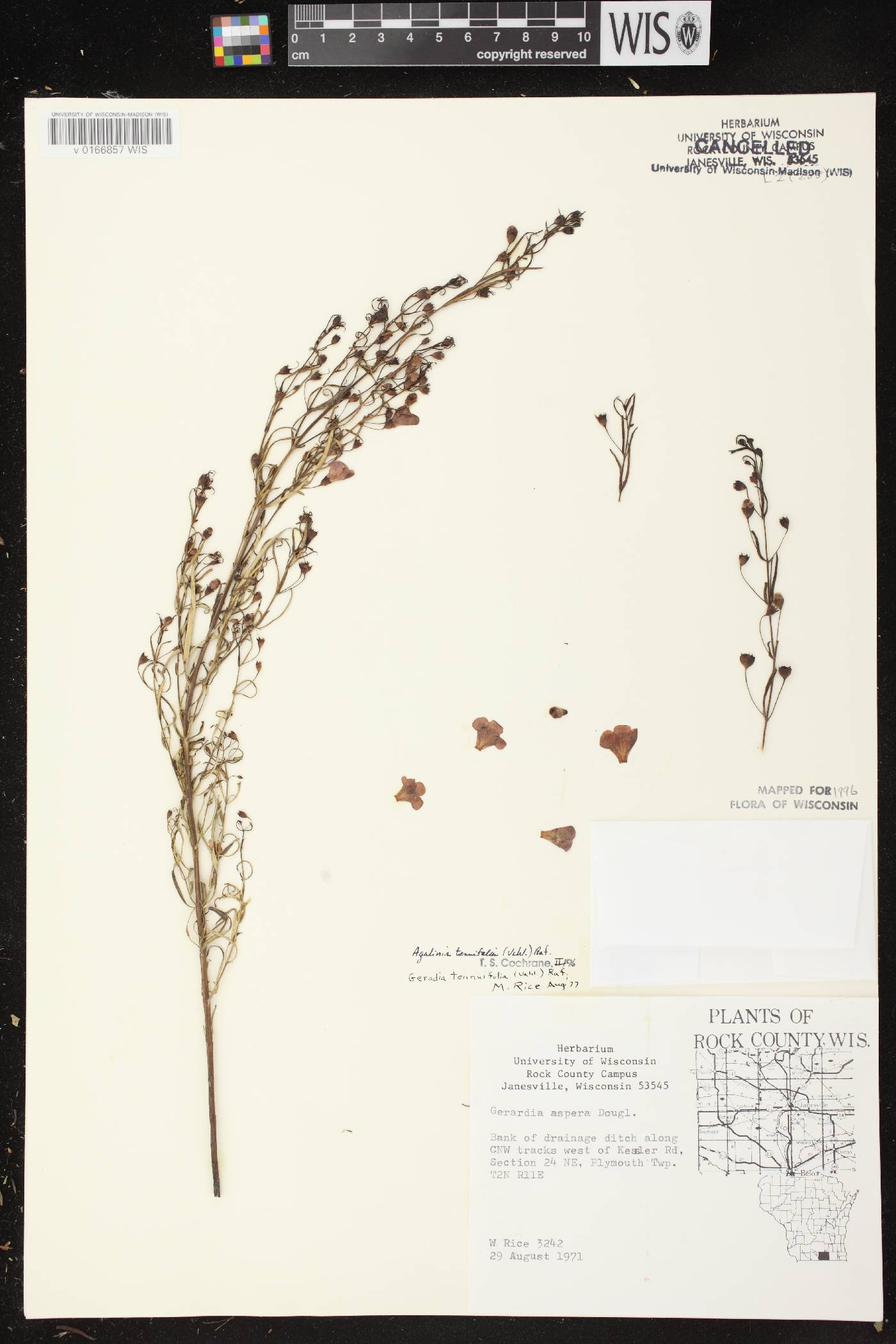 Agalinis tenuifolia image