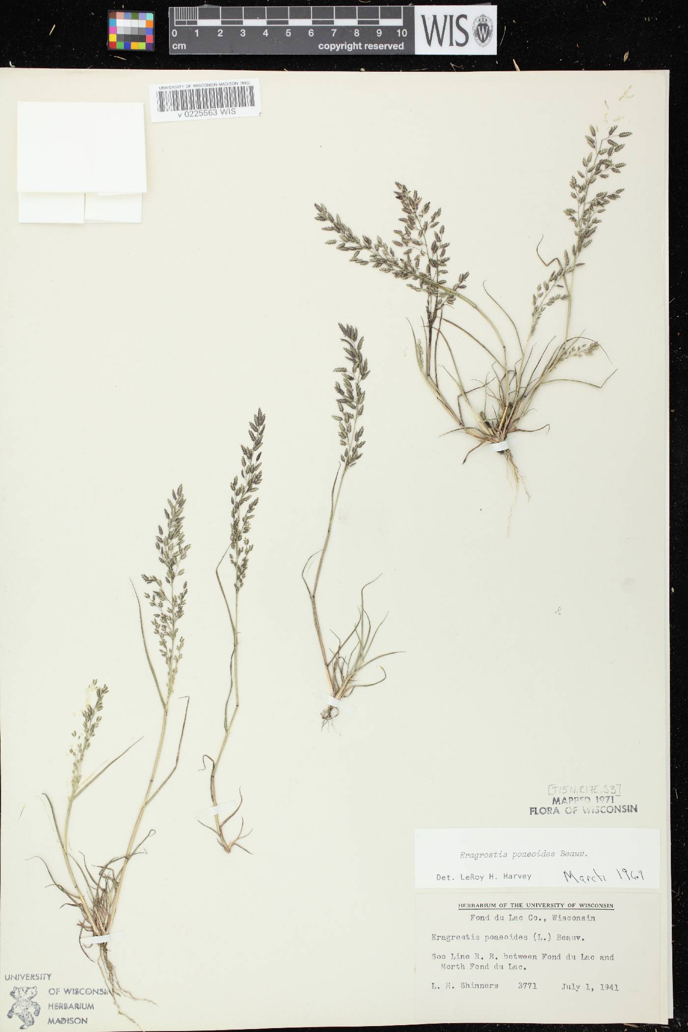 Eragrostis minor image