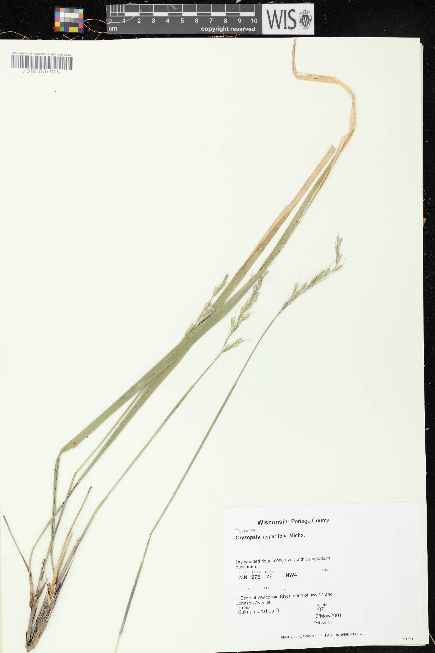 Oryzopsis asperifolia image