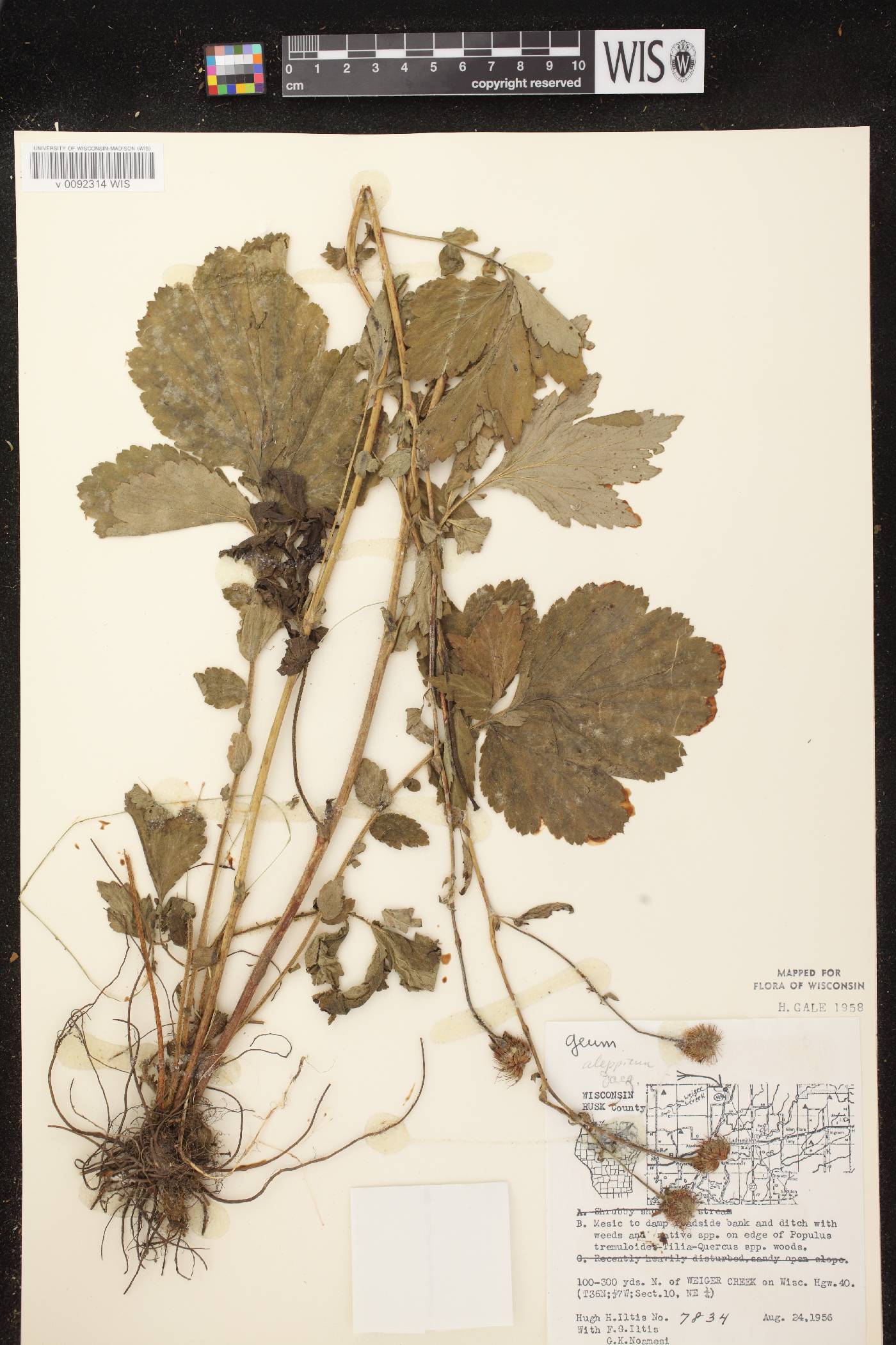 Geum aleppicum image