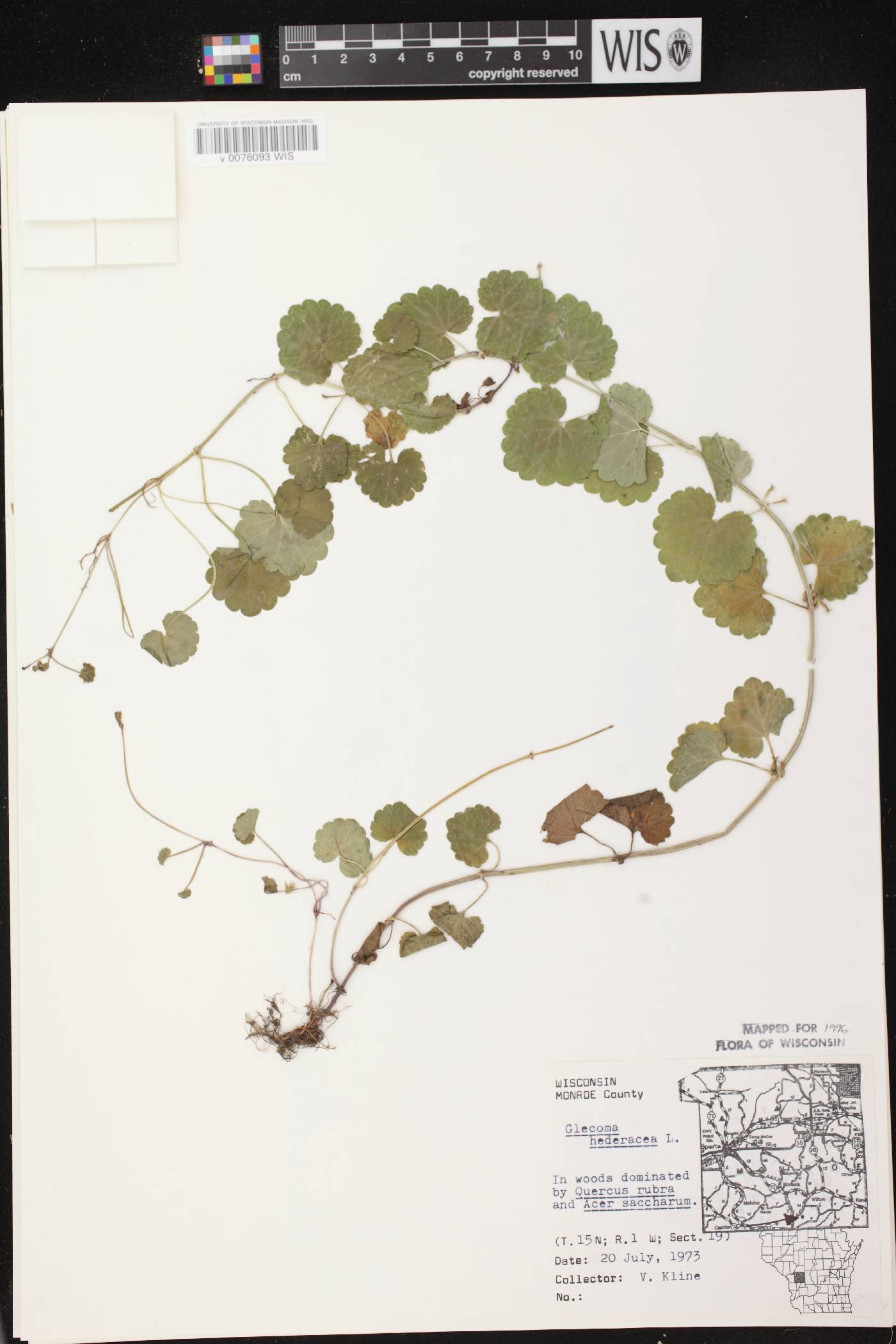 Glechoma hederacea image