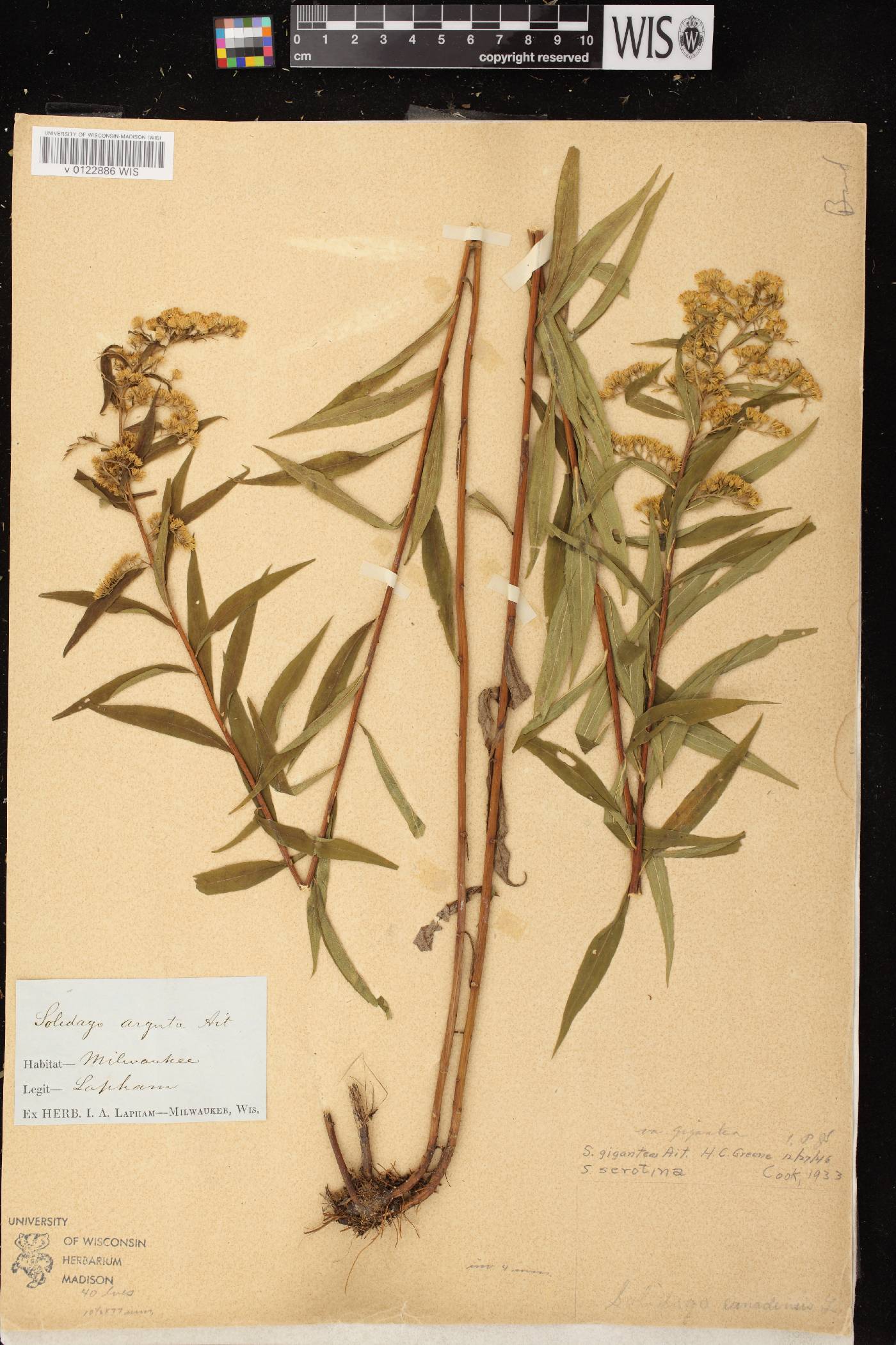 Solidago gigantea image