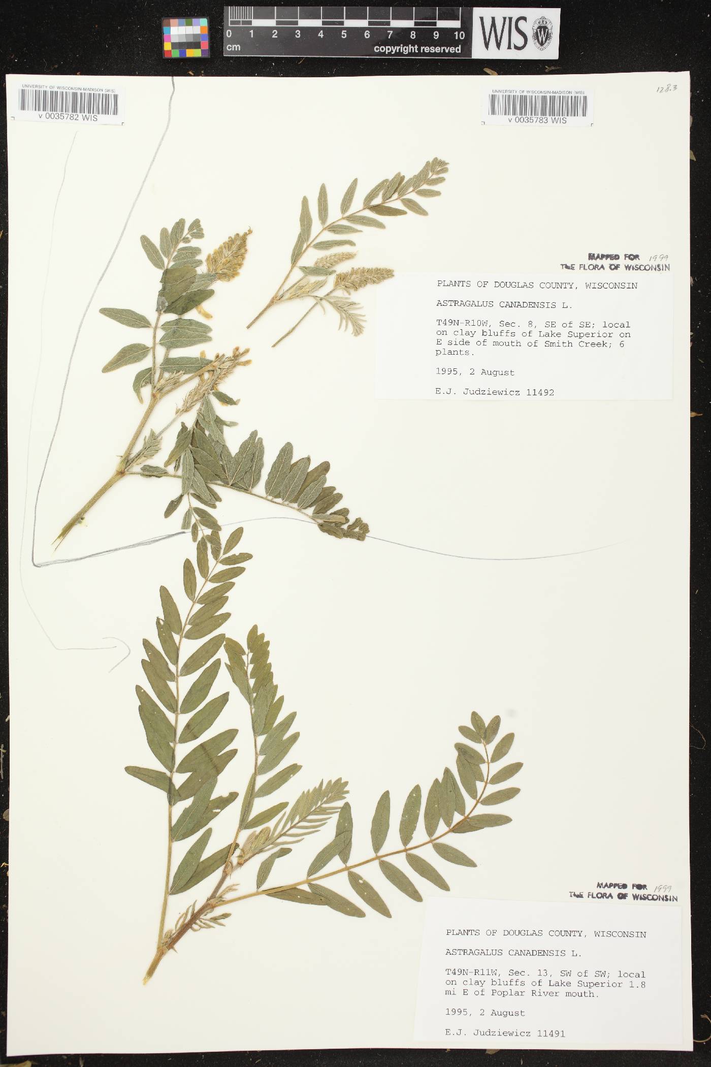 Astragalus canadensis var. canadensis image