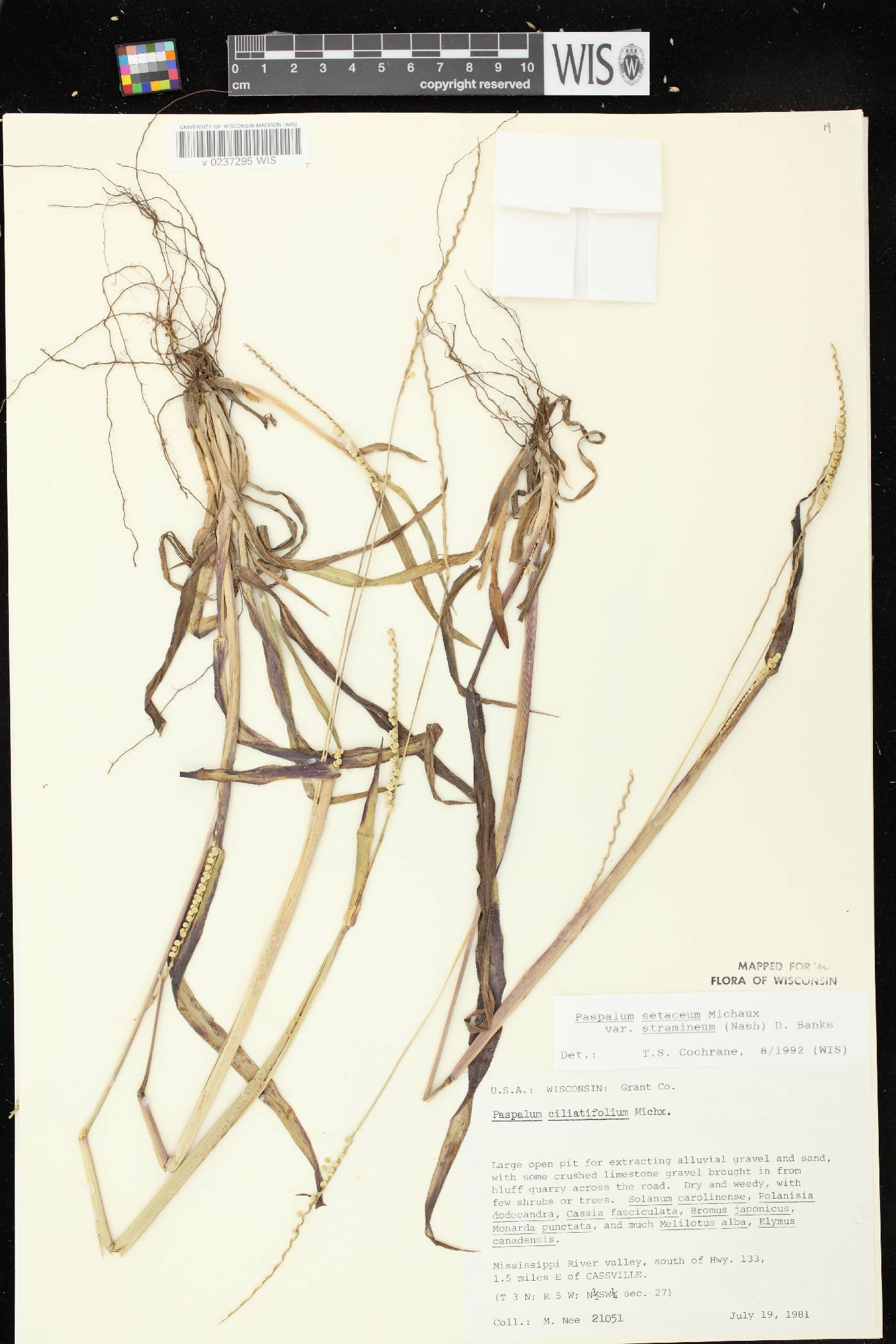 Paspalum setaceum var. stramineum image