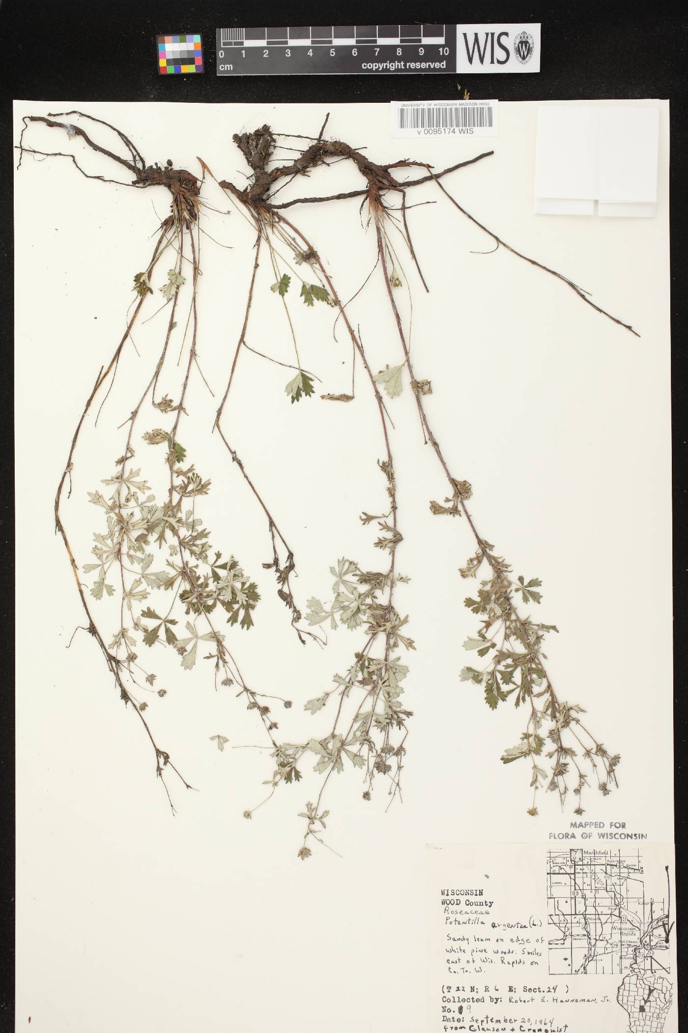Potentilla argentea image