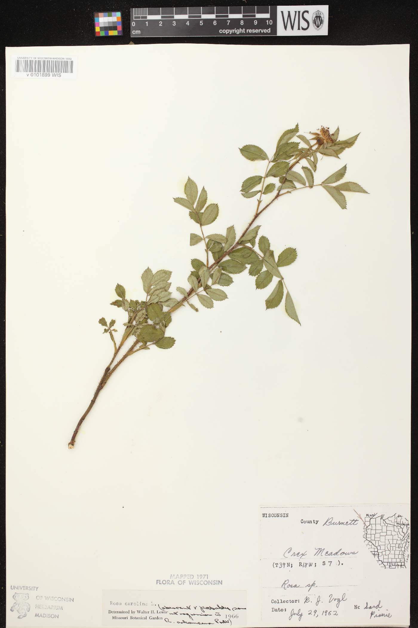 Rosa carolina image