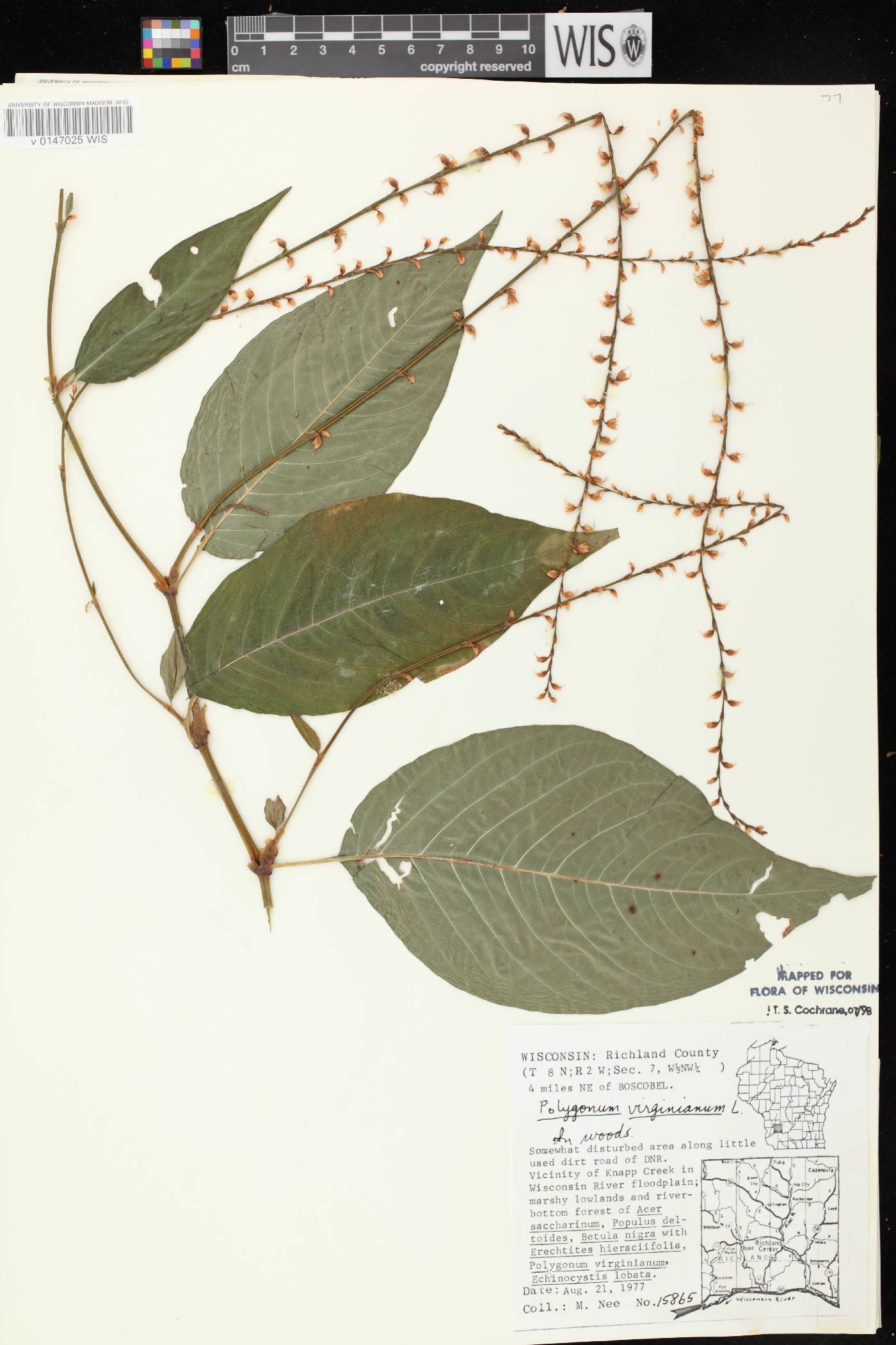 Persicaria virginiana image