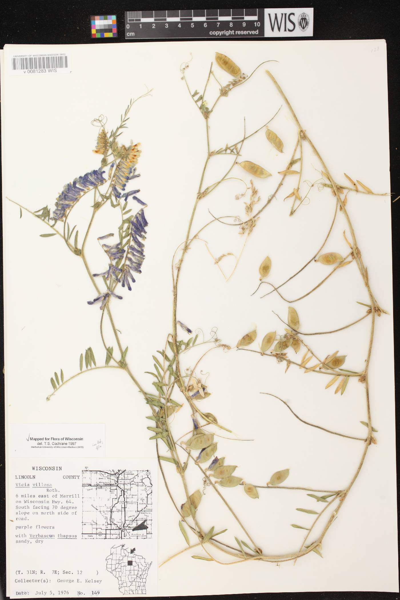 Vicia villosa image