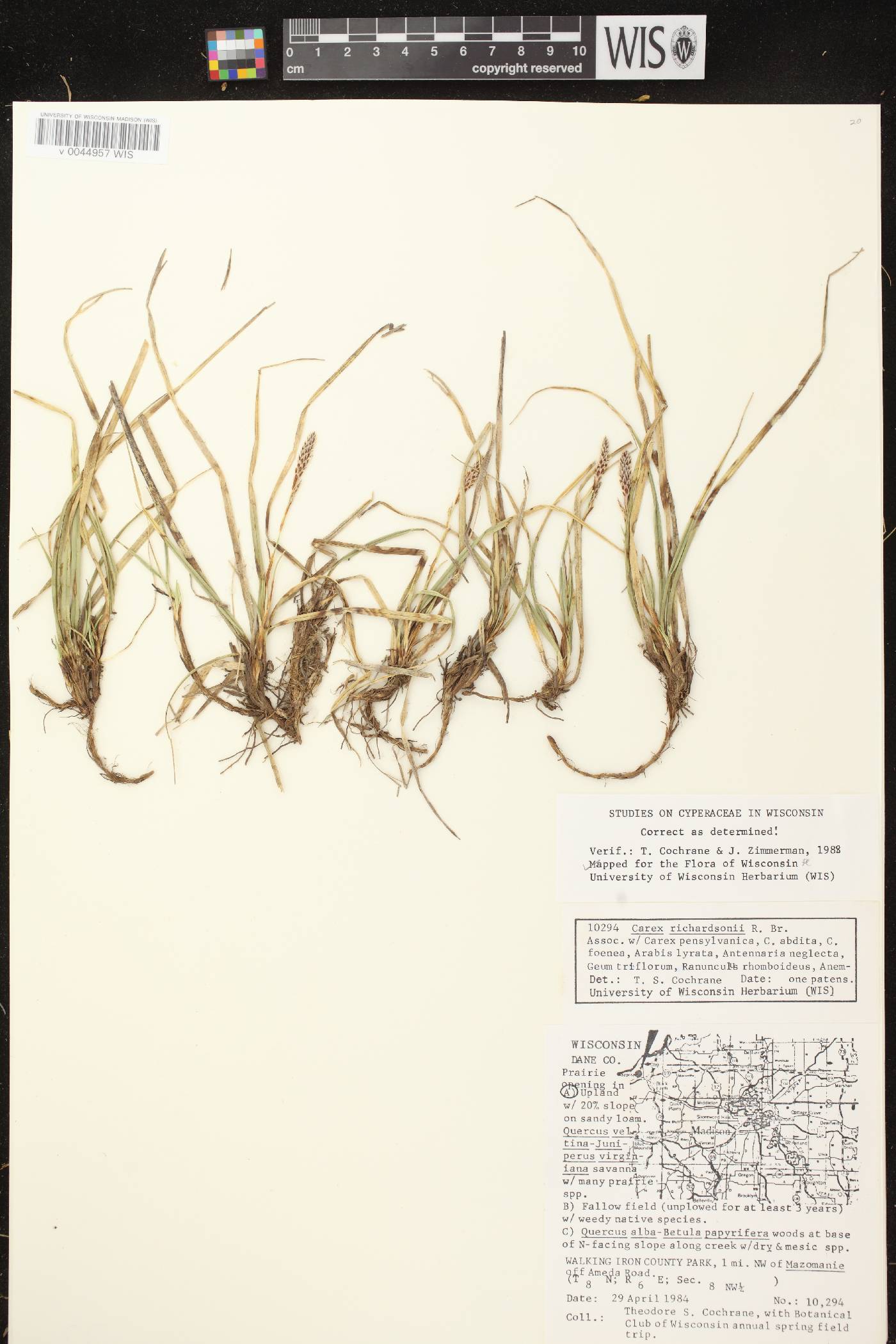 Carex richardsonii image