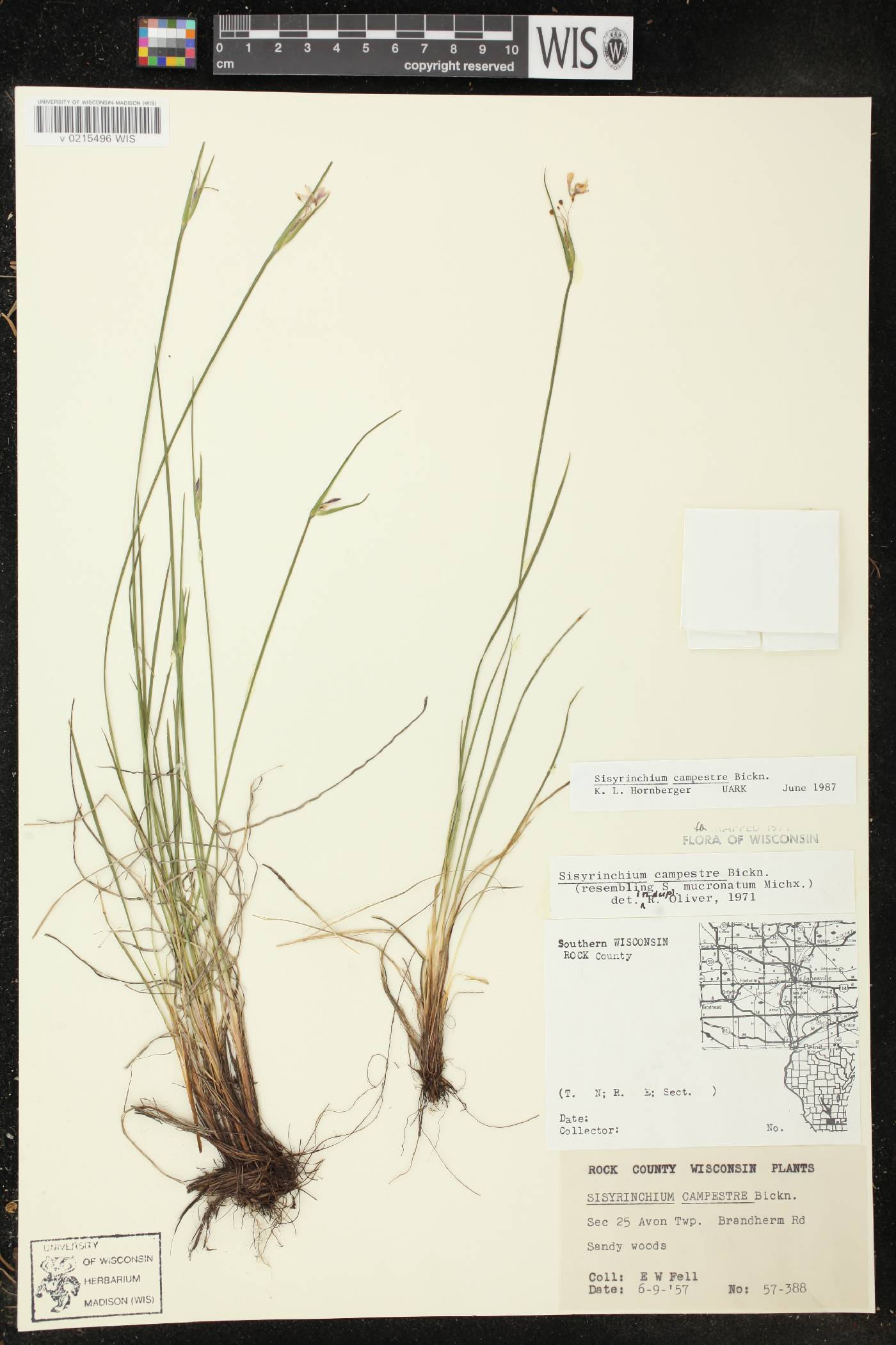 Sisyrinchium campestre image