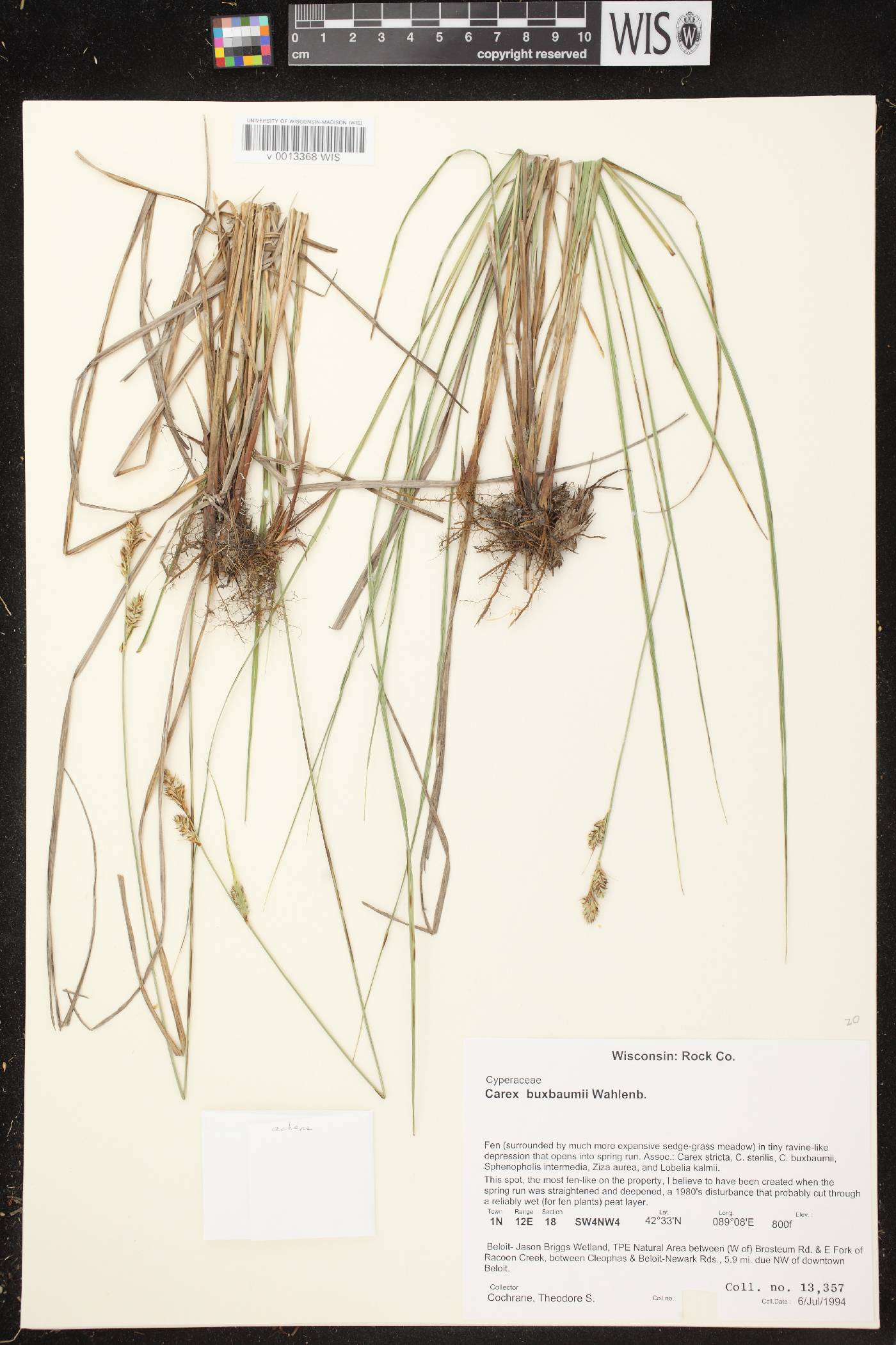 Carex buxbaumii image