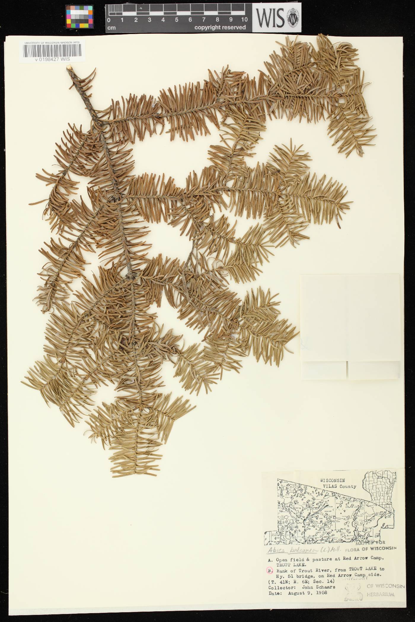 Abies balsamea image