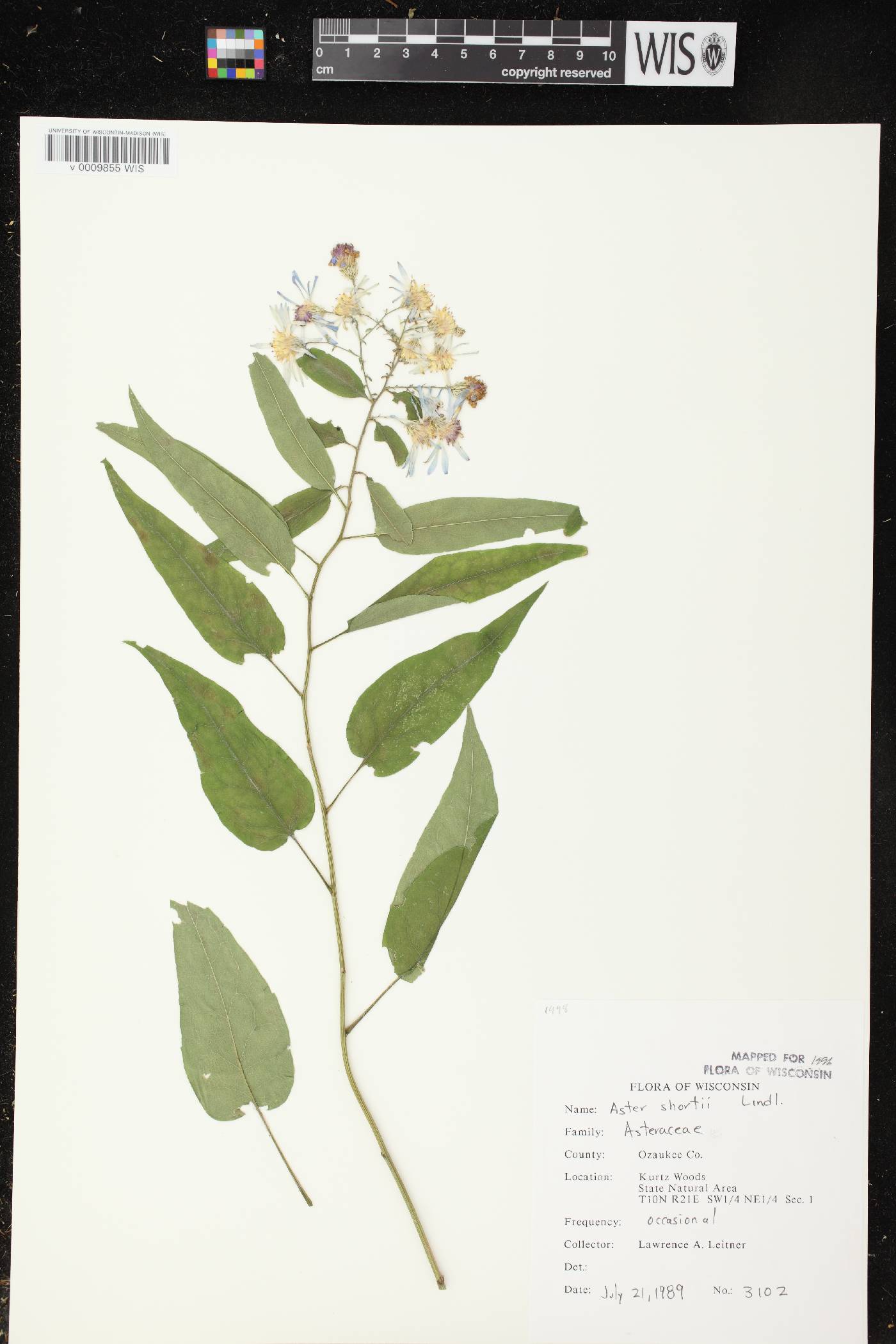 Symphyotrichum shortii image