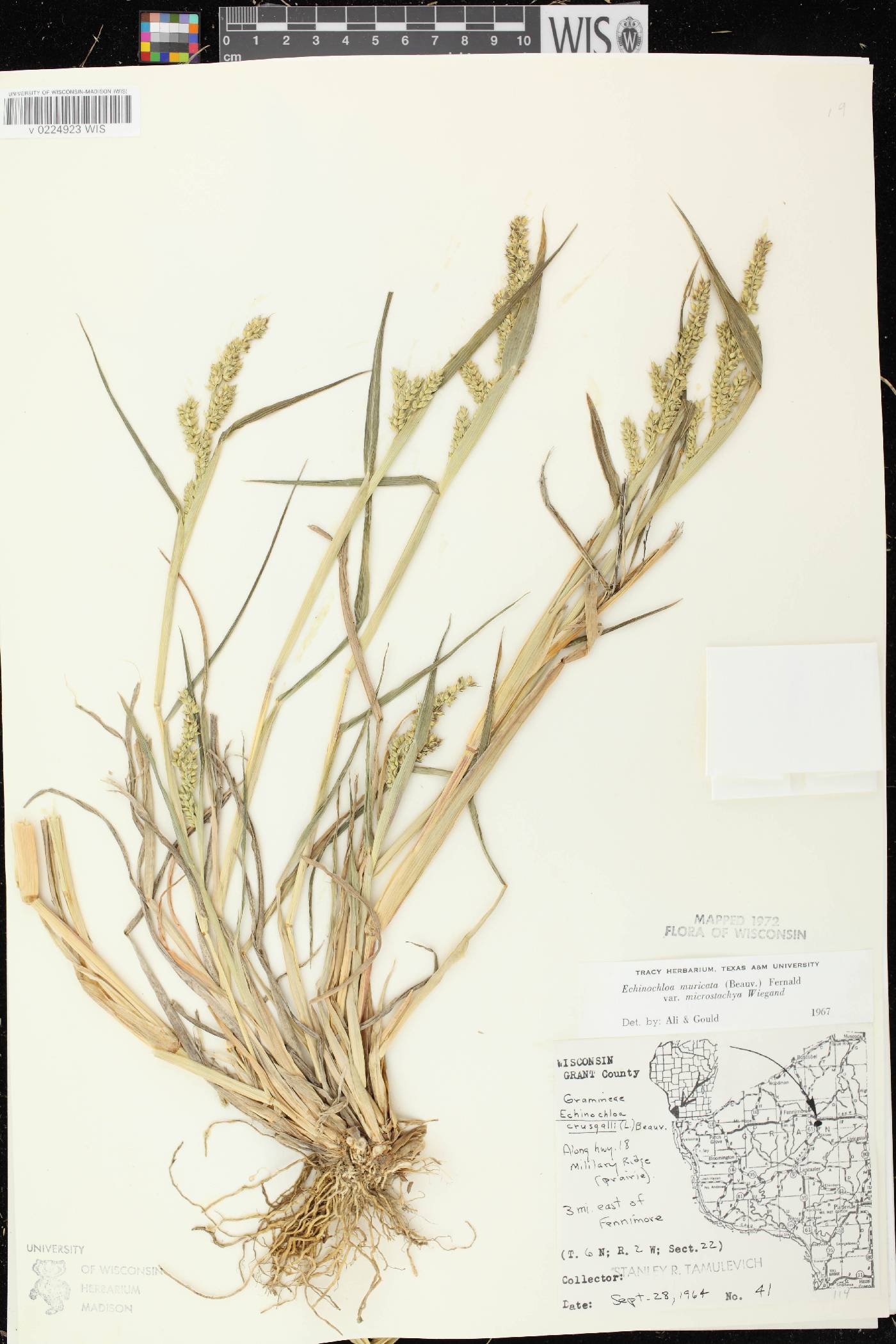 Echinochloa muricata var. microstachya image