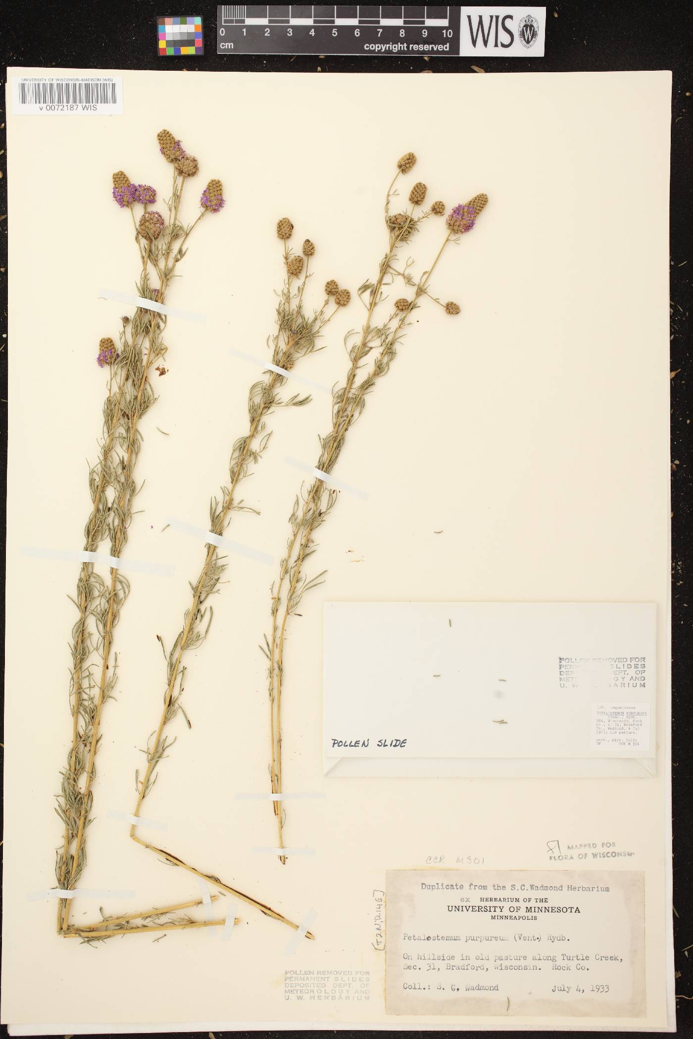 Dalea purpurea image