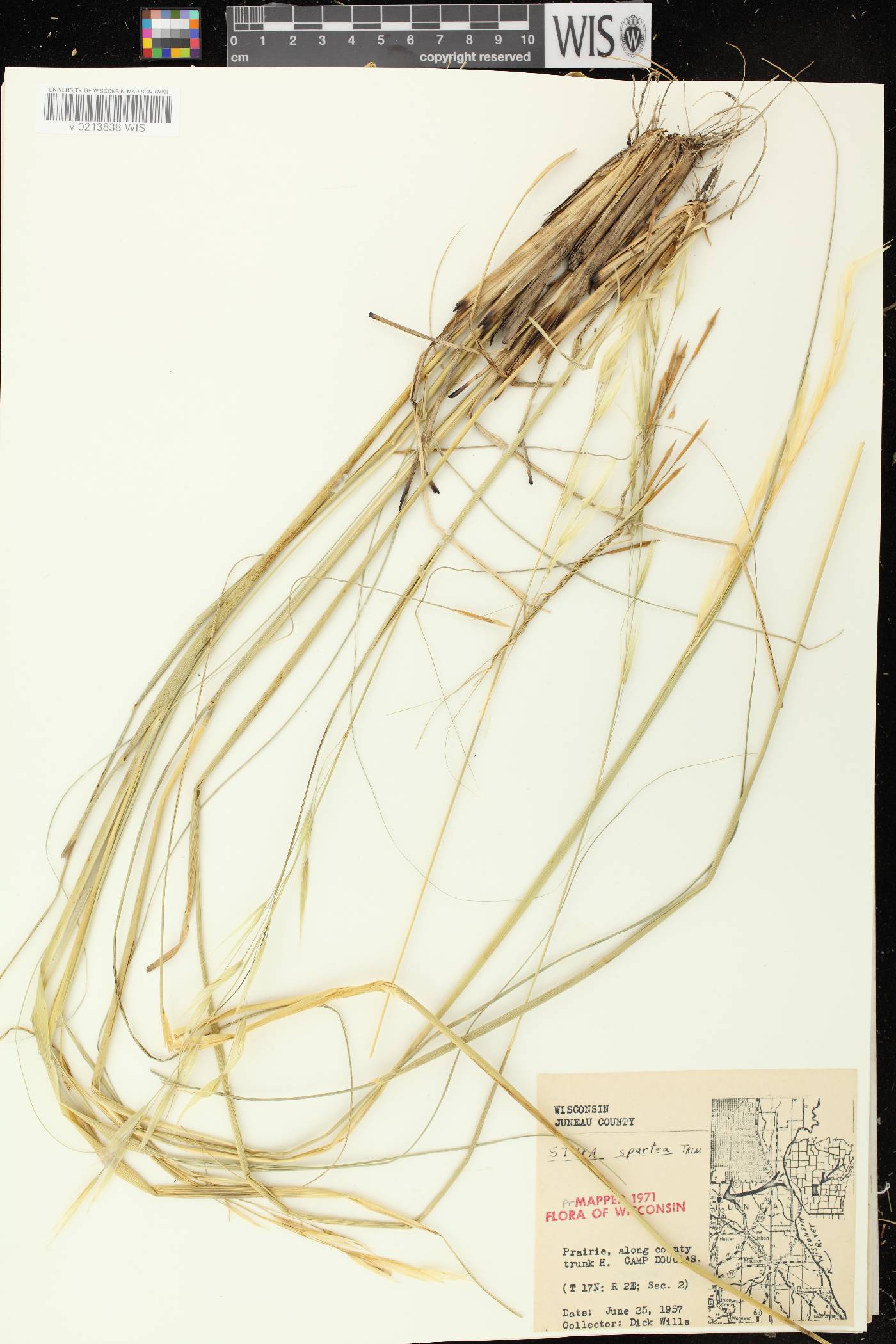 Hesperostipa spartea image