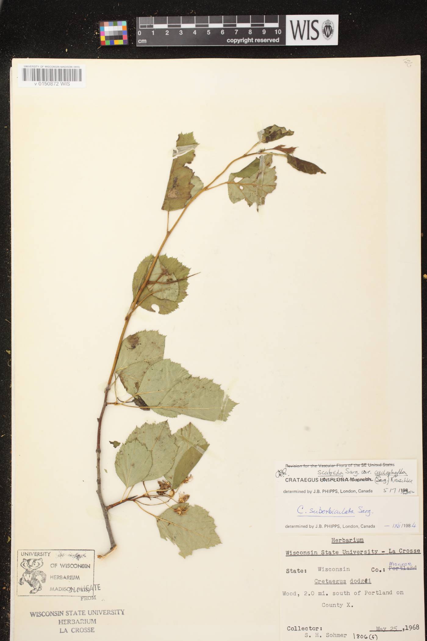 Crataegus scabrida image