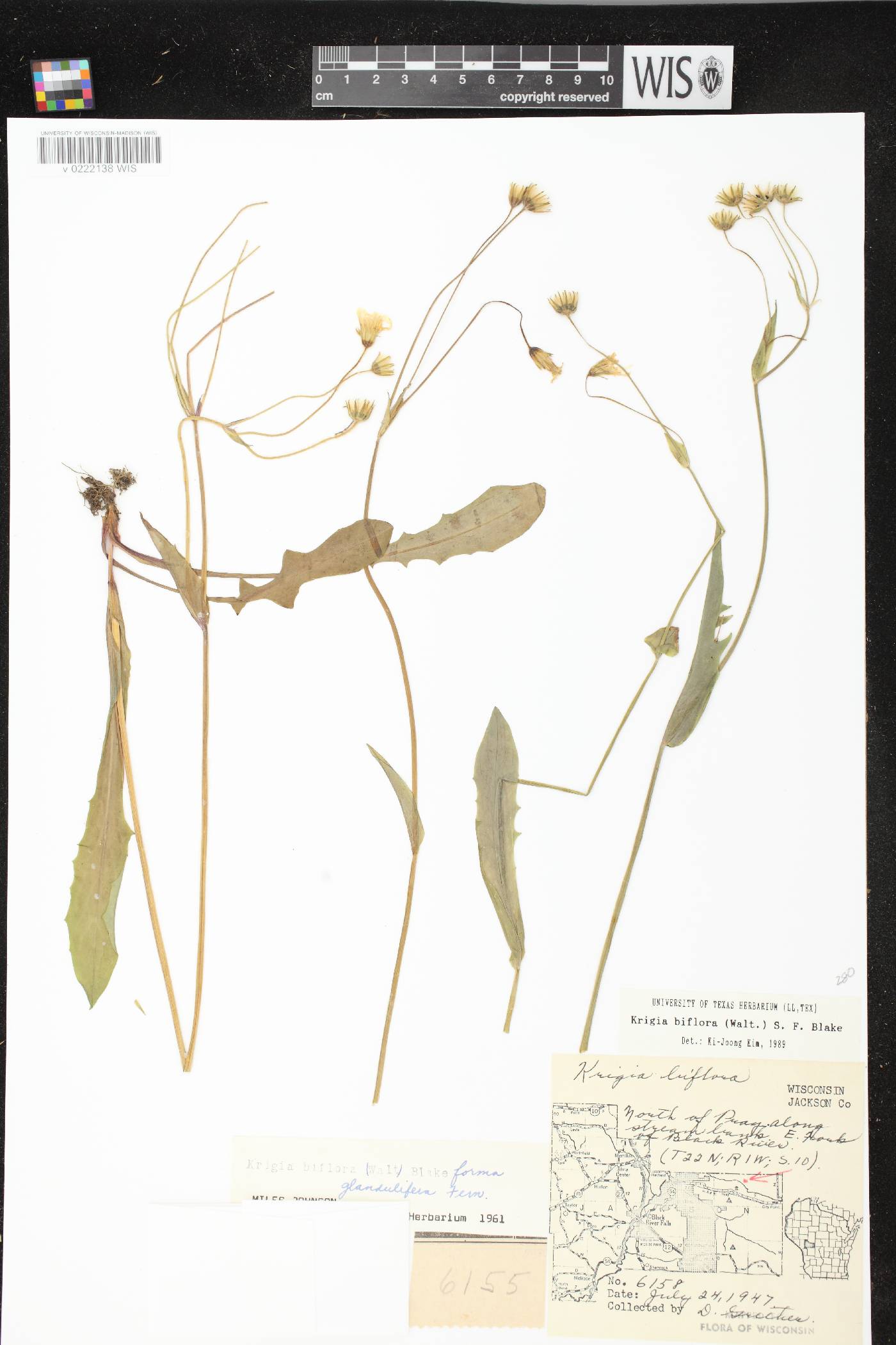 Krigia biflora image