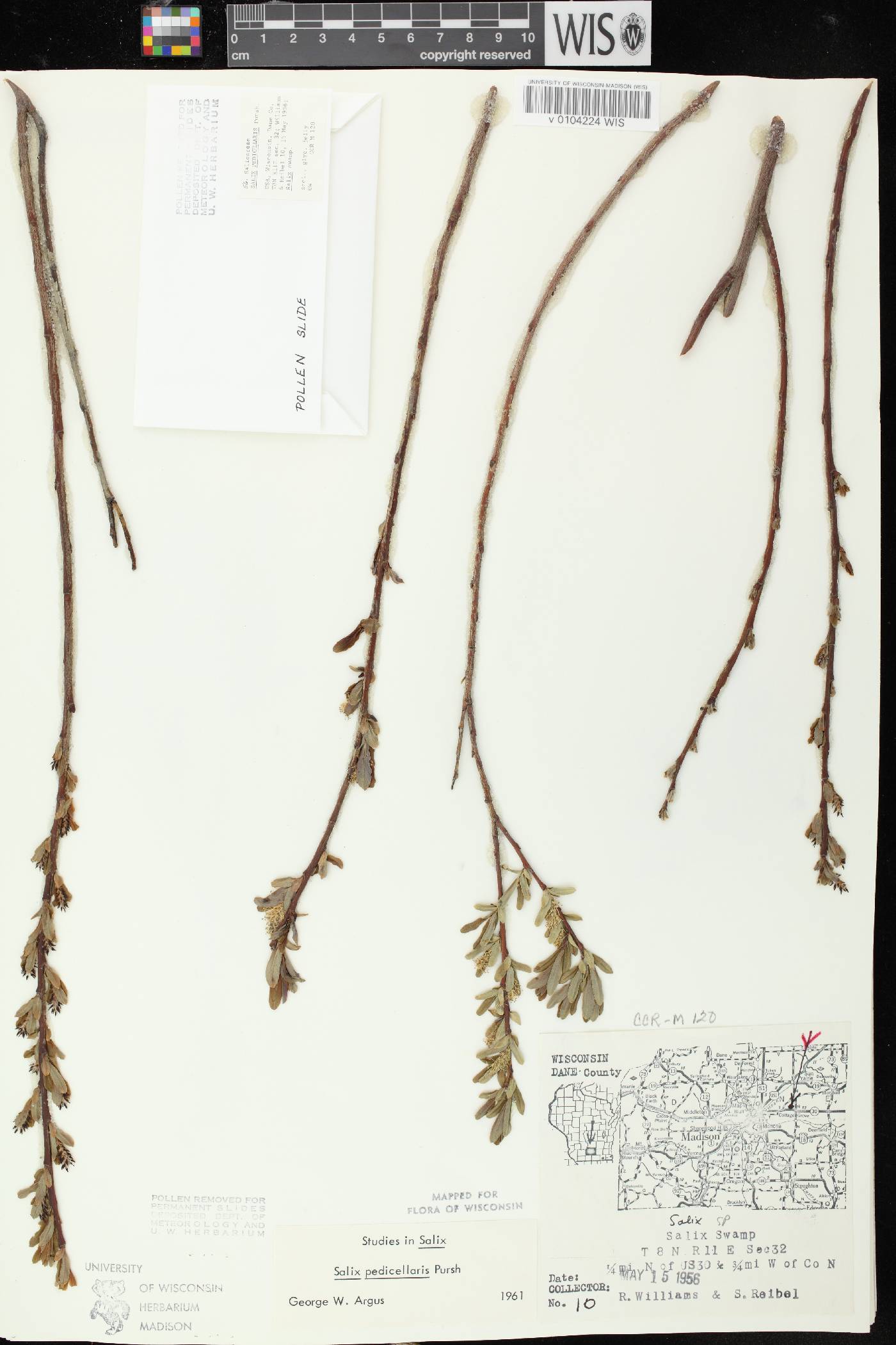 Salix pedicellaris image