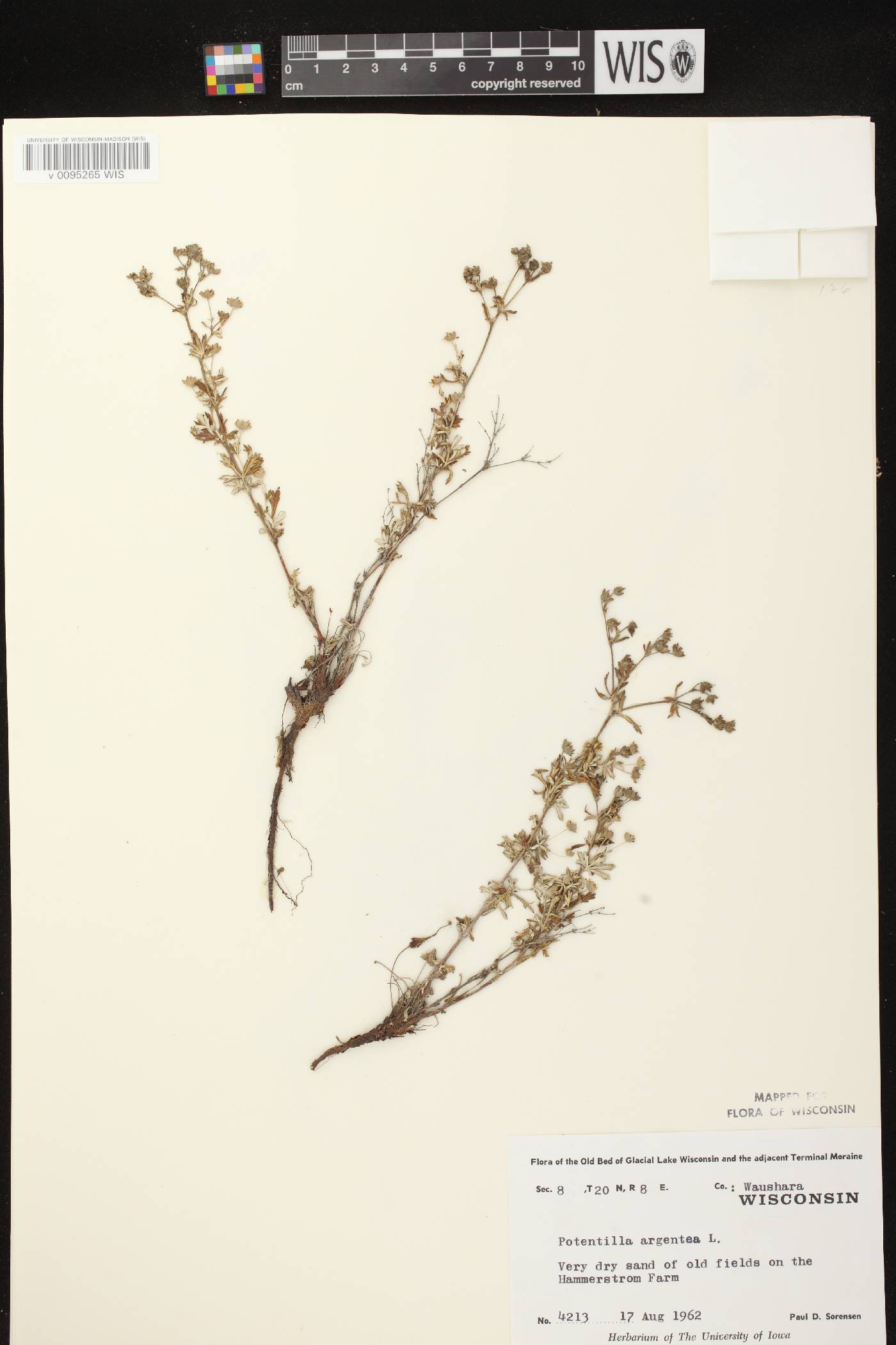 Potentilla argentea image