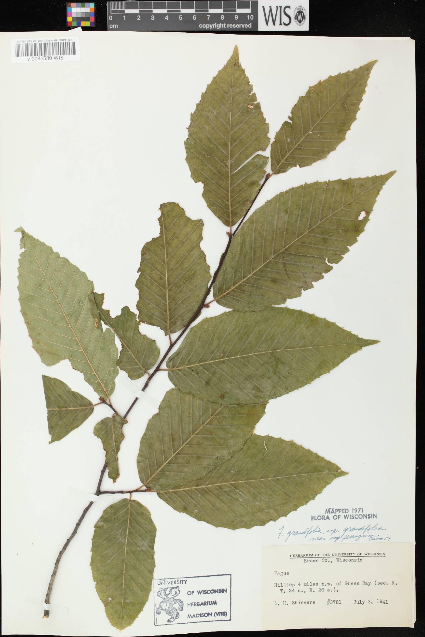Fagus grandifolia image