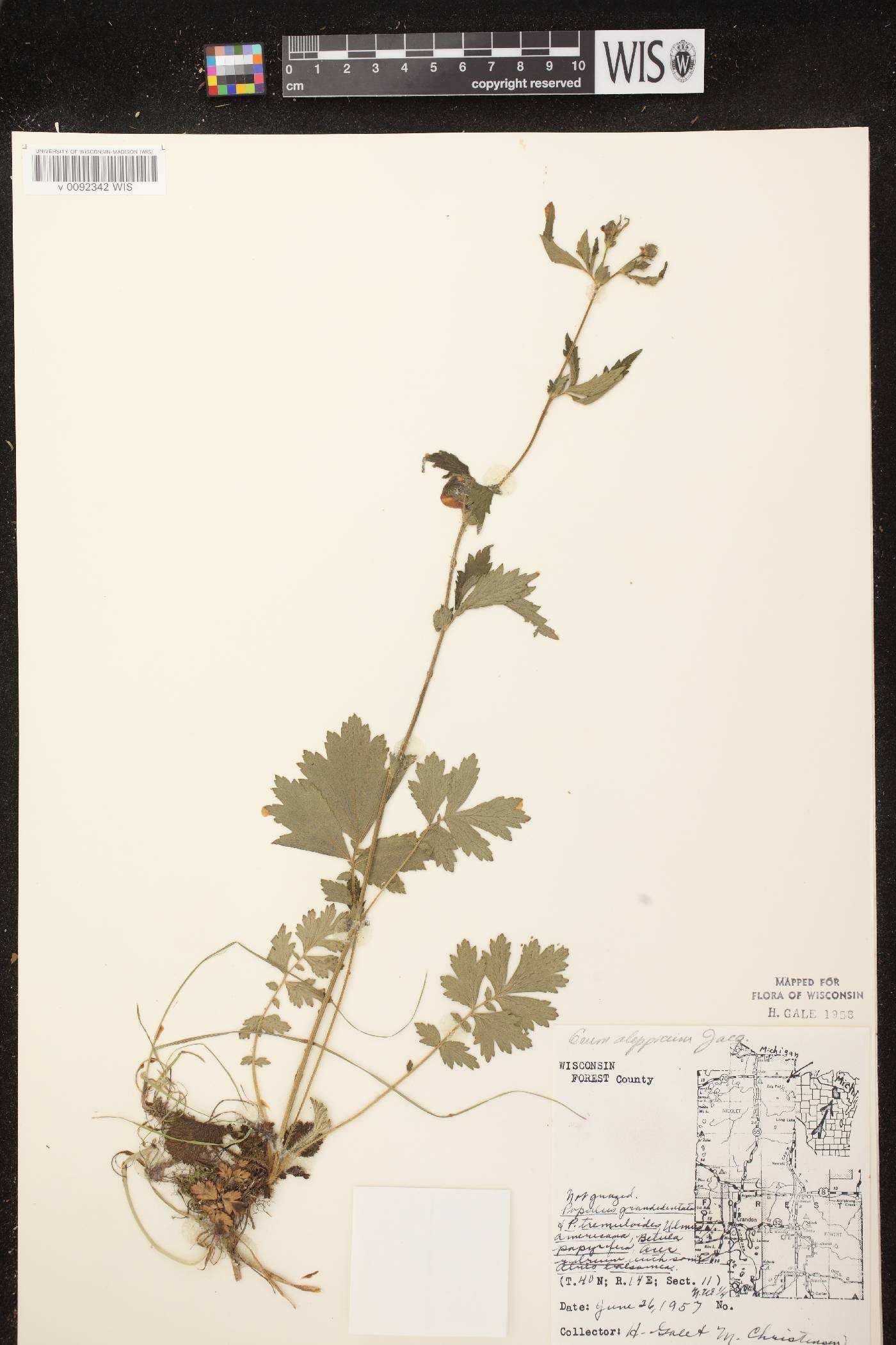 Geum aleppicum image