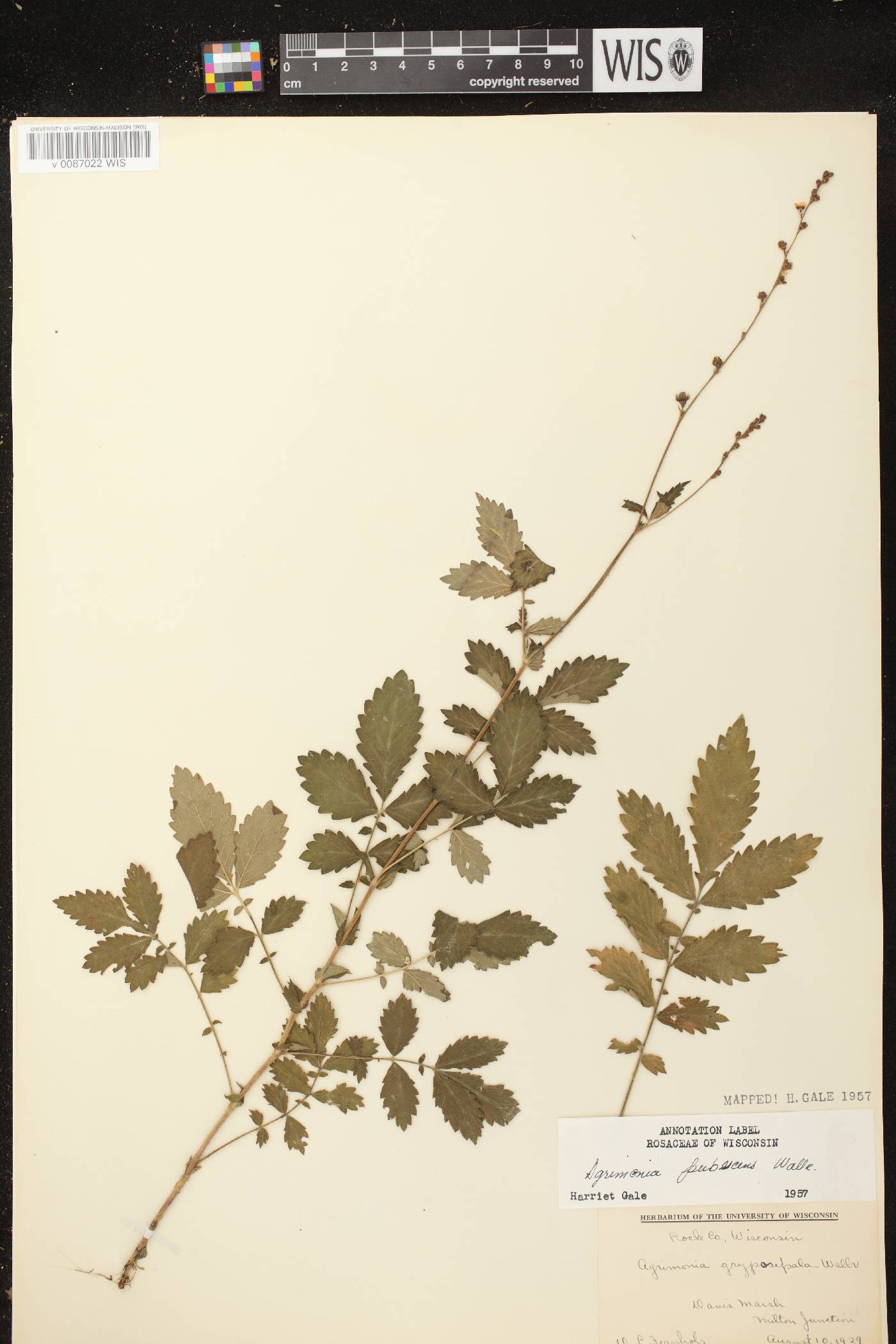 Agrimonia pubescens image