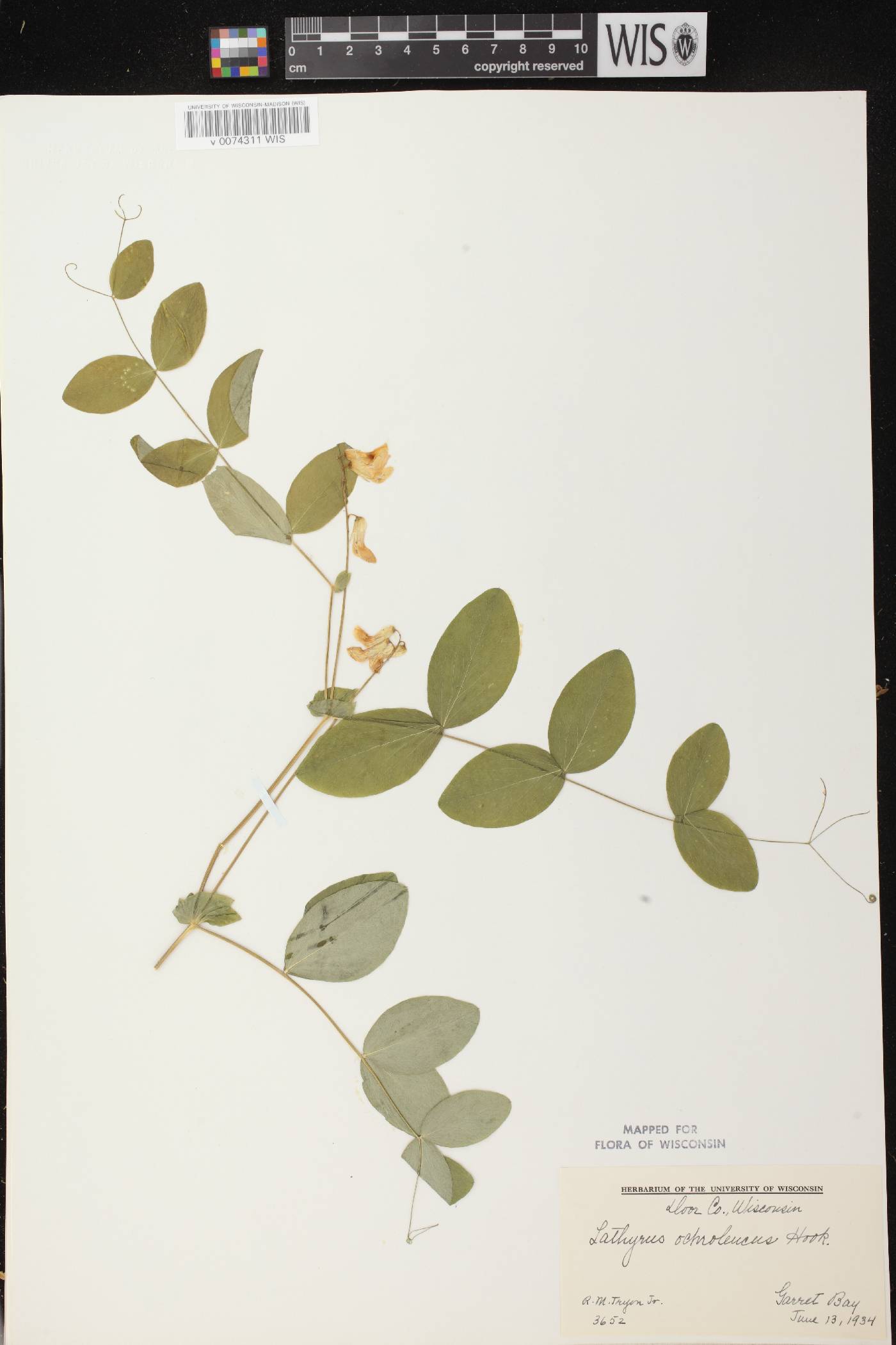 Lathyrus ochroleucus image