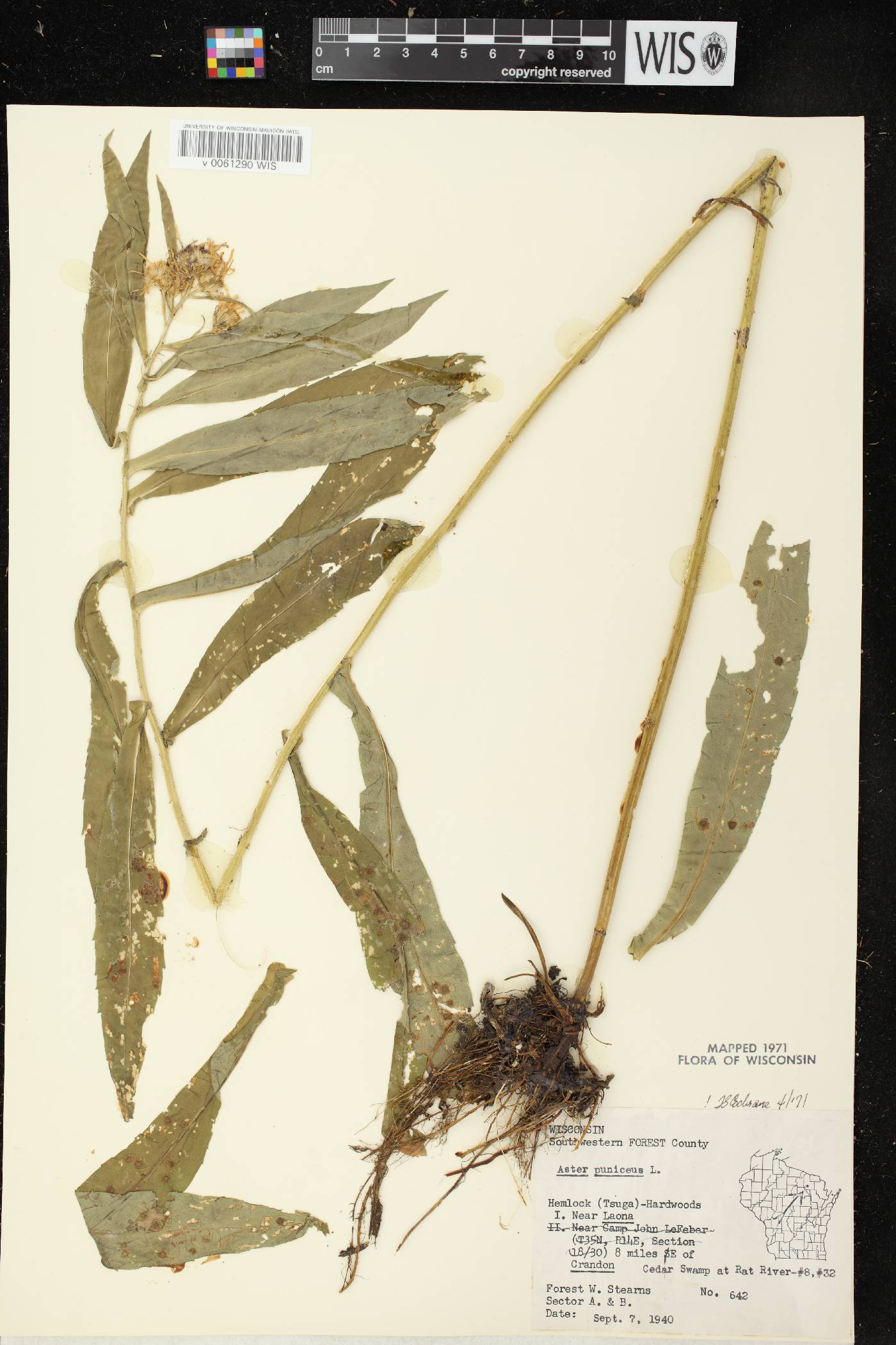 Symphyotrichum puniceum var. puniceum image