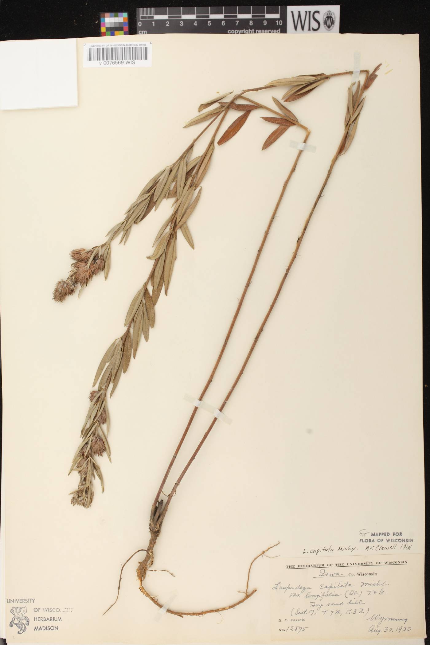 Lespedeza capitata image