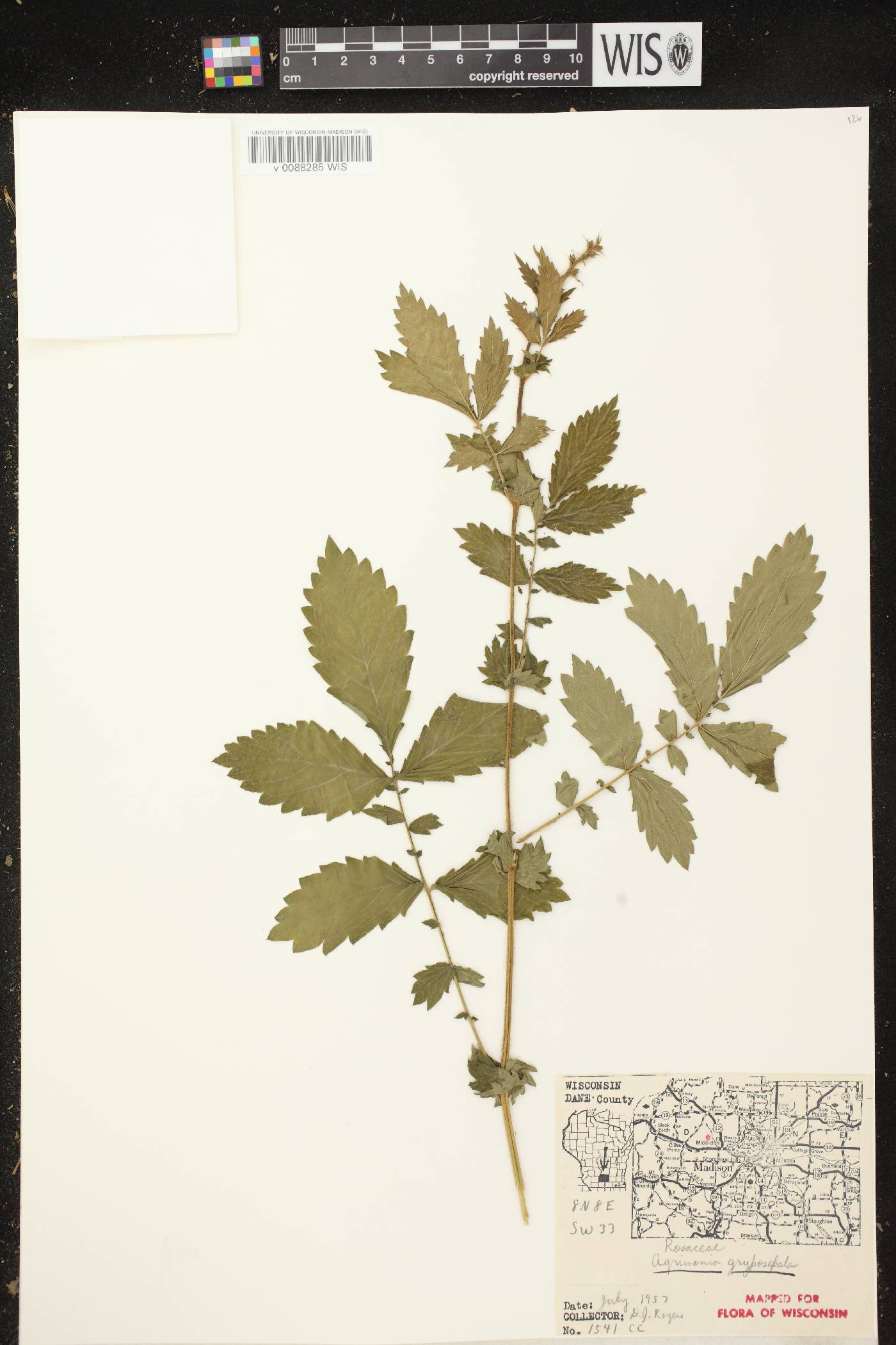 Agrimonia gryposepala image