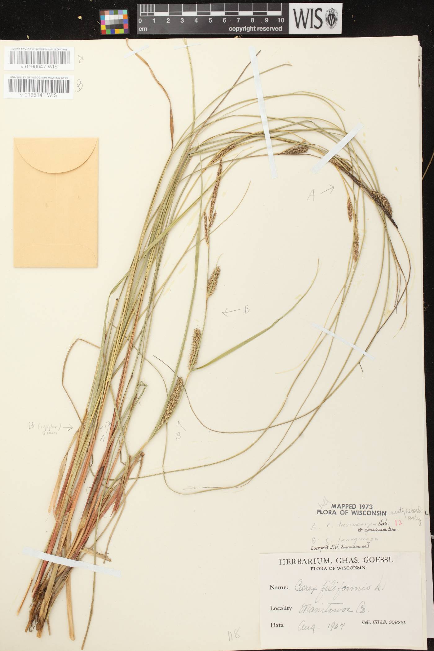 Carex lasiocarpa subsp. americana image