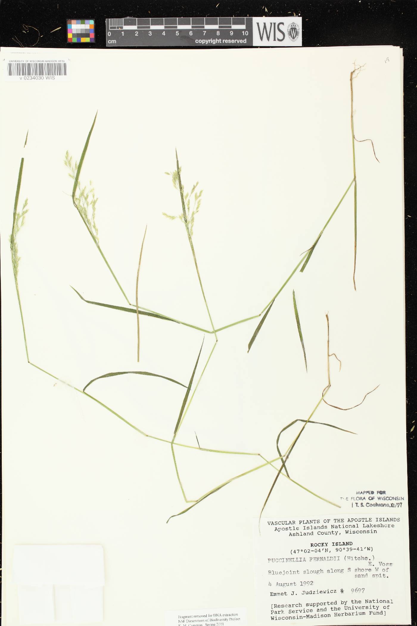 Torreyochloa fernaldii image