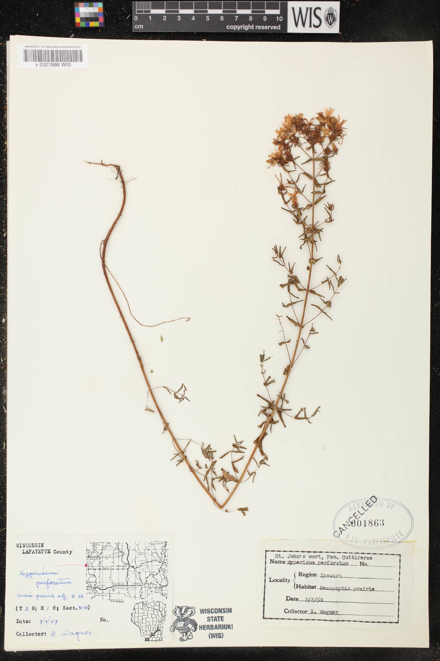 Hypericum perforatum image