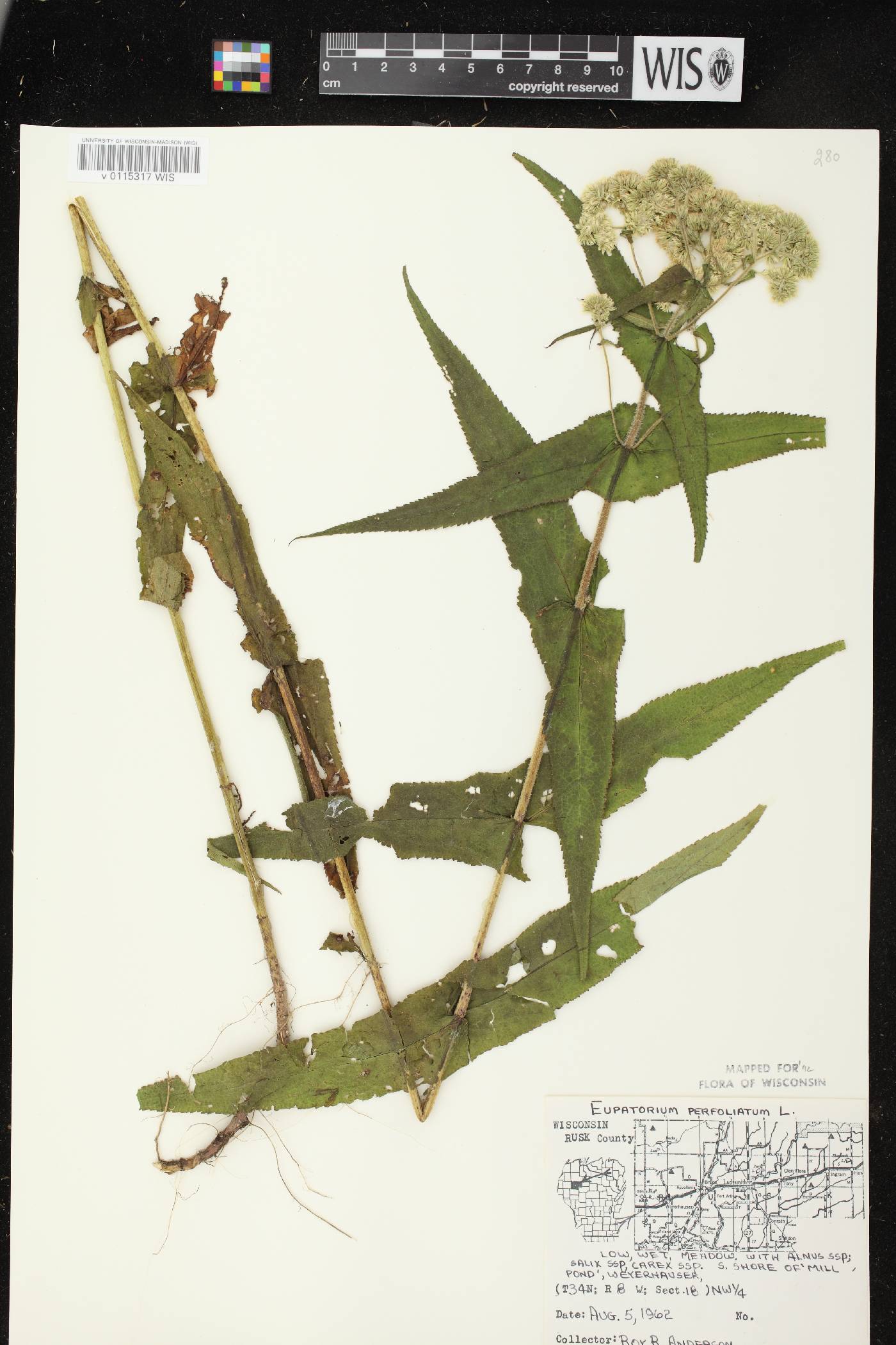Eupatorium perfoliatum image