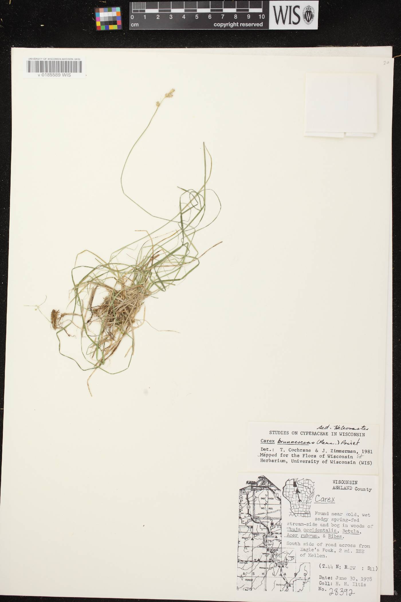 Carex brunnescens subsp. sphaerostachya image