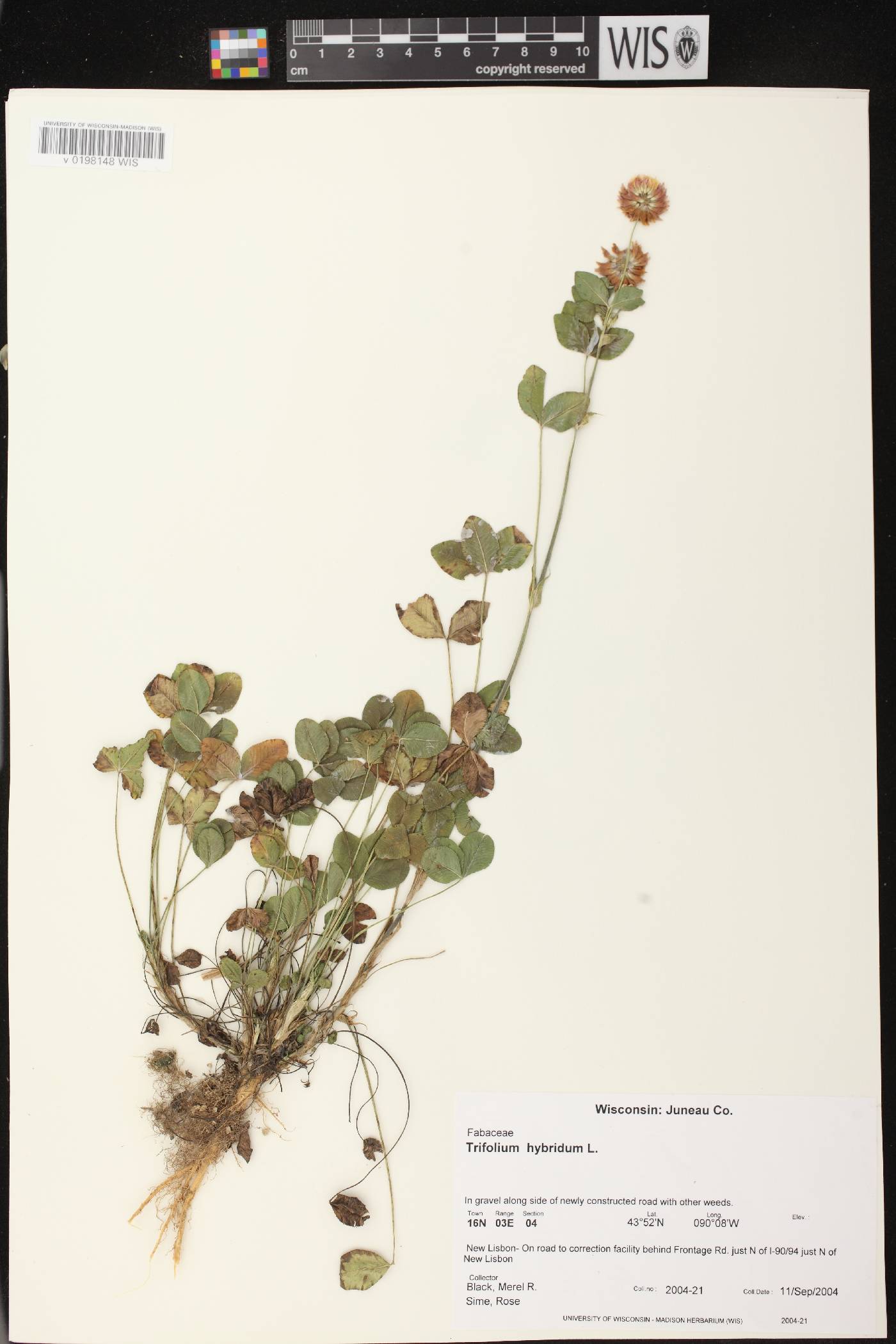 Trifolium hybridum image