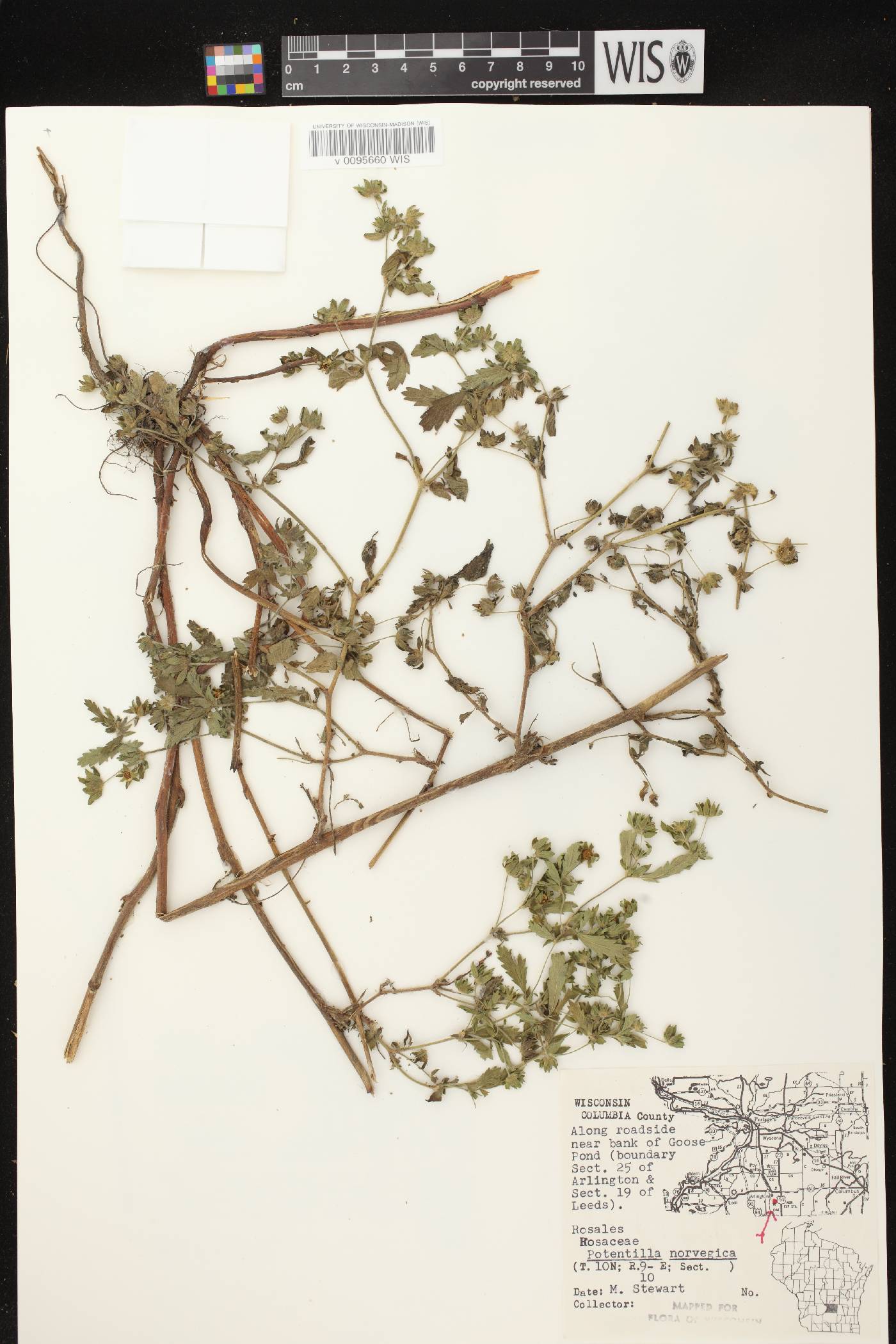 Potentilla norvegica image