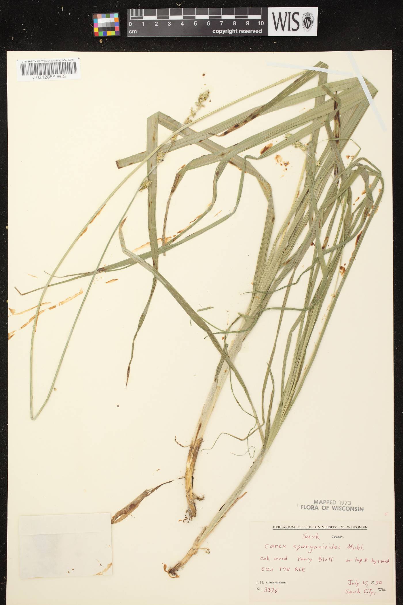 Carex sparganioides image