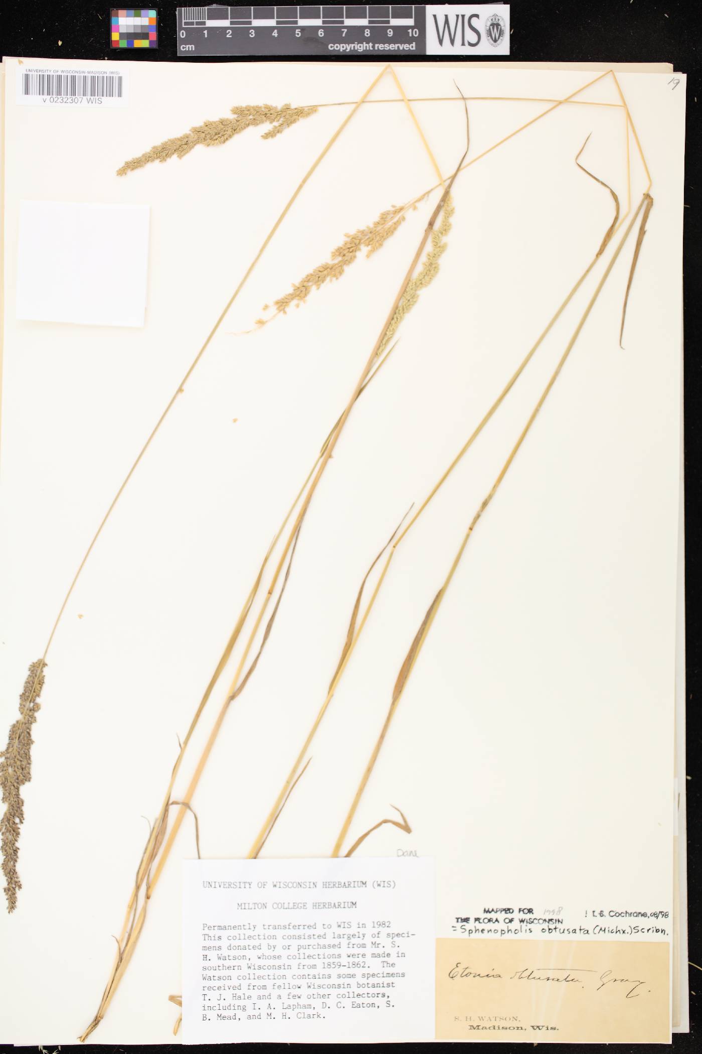 Sphenopholis obtusata image