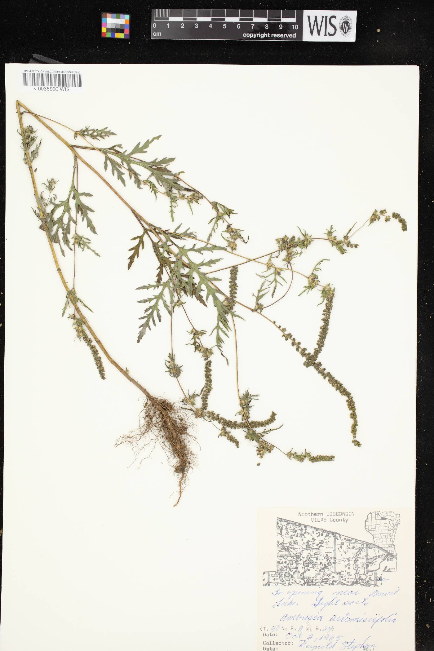 Ambrosia artemisiifolia image
