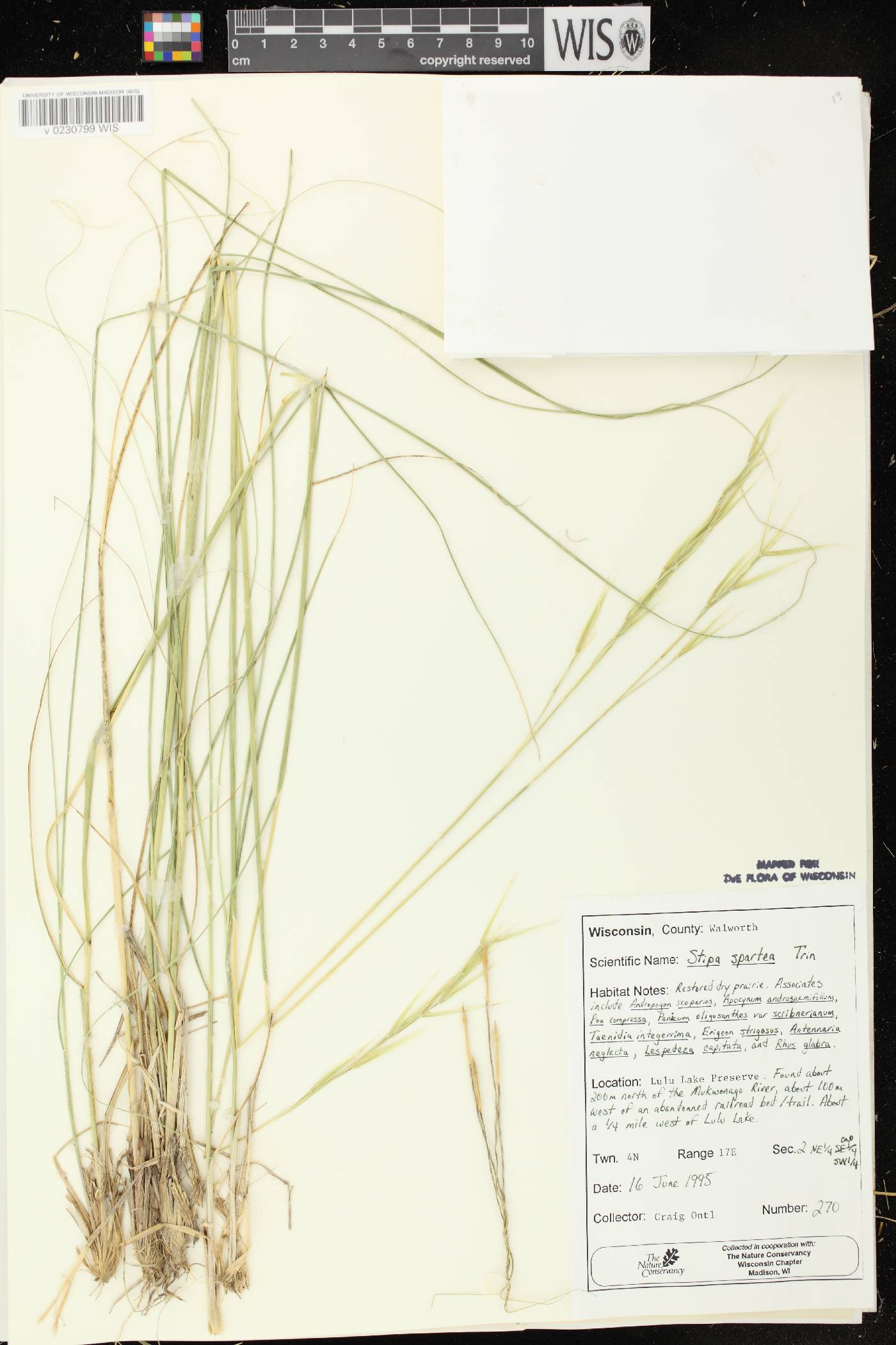 Hesperostipa spartea image
