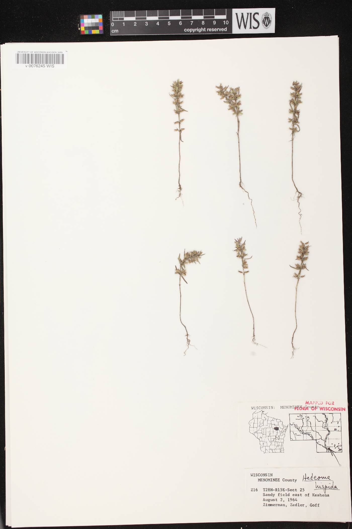 Hedeoma hispida image
