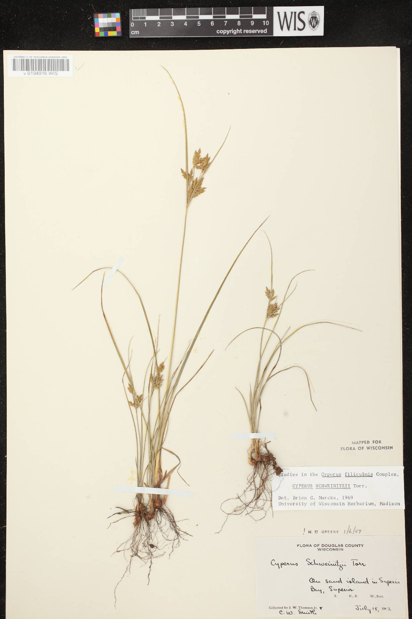 Cyperus schweinitzii image