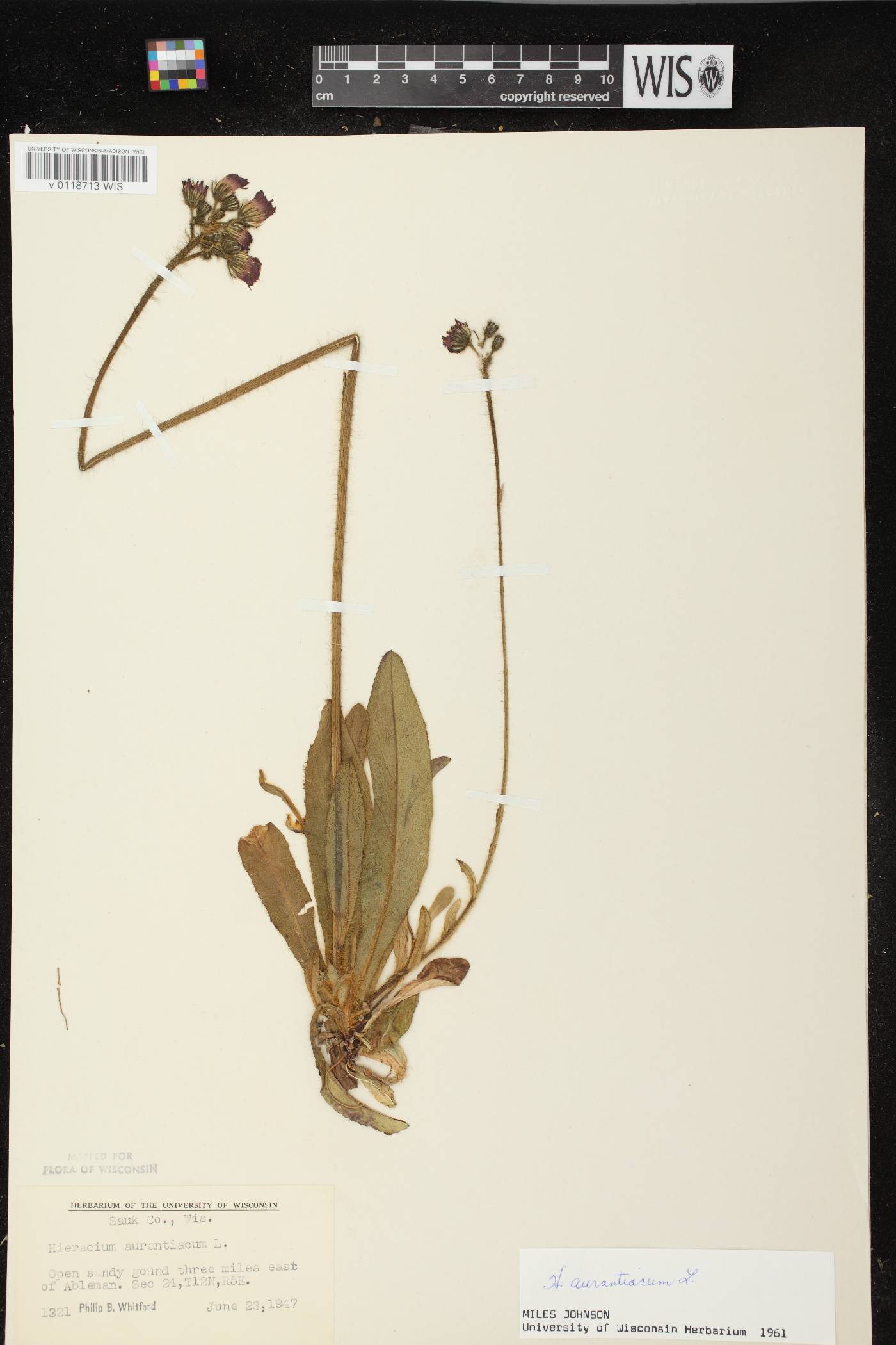 Hieracium aurantiacum image