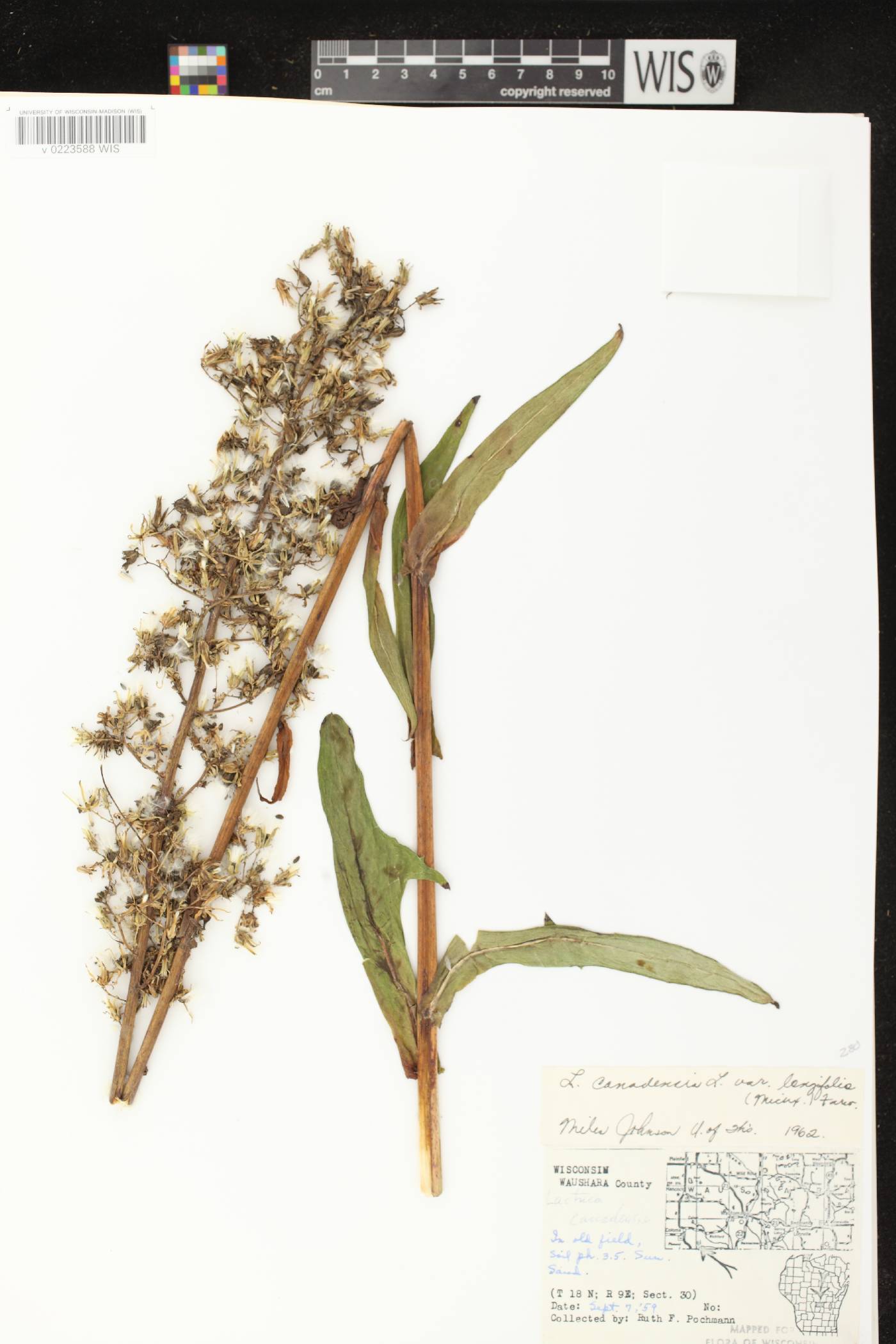 Lactuca canadensis image