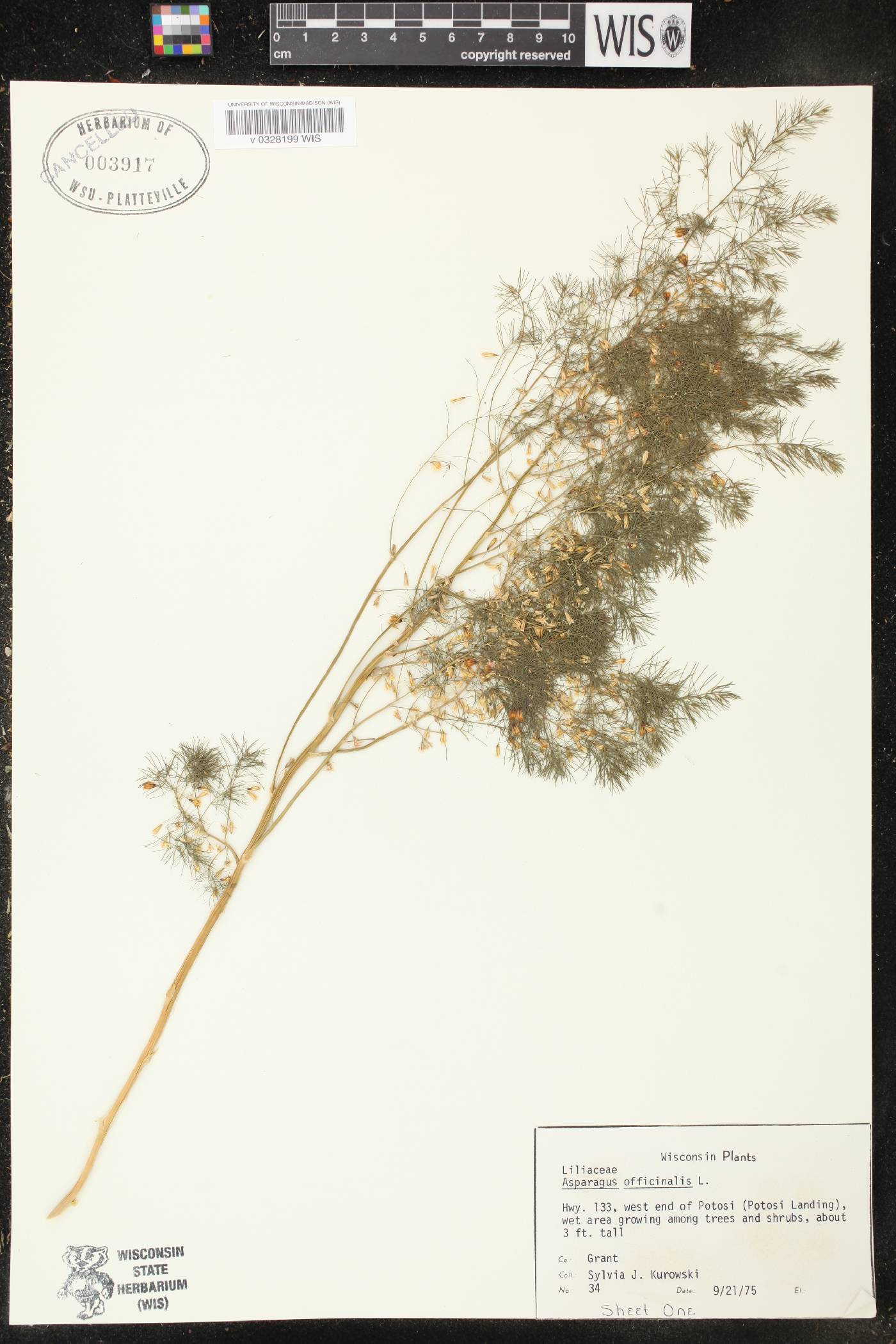 Asparagus officinalis image